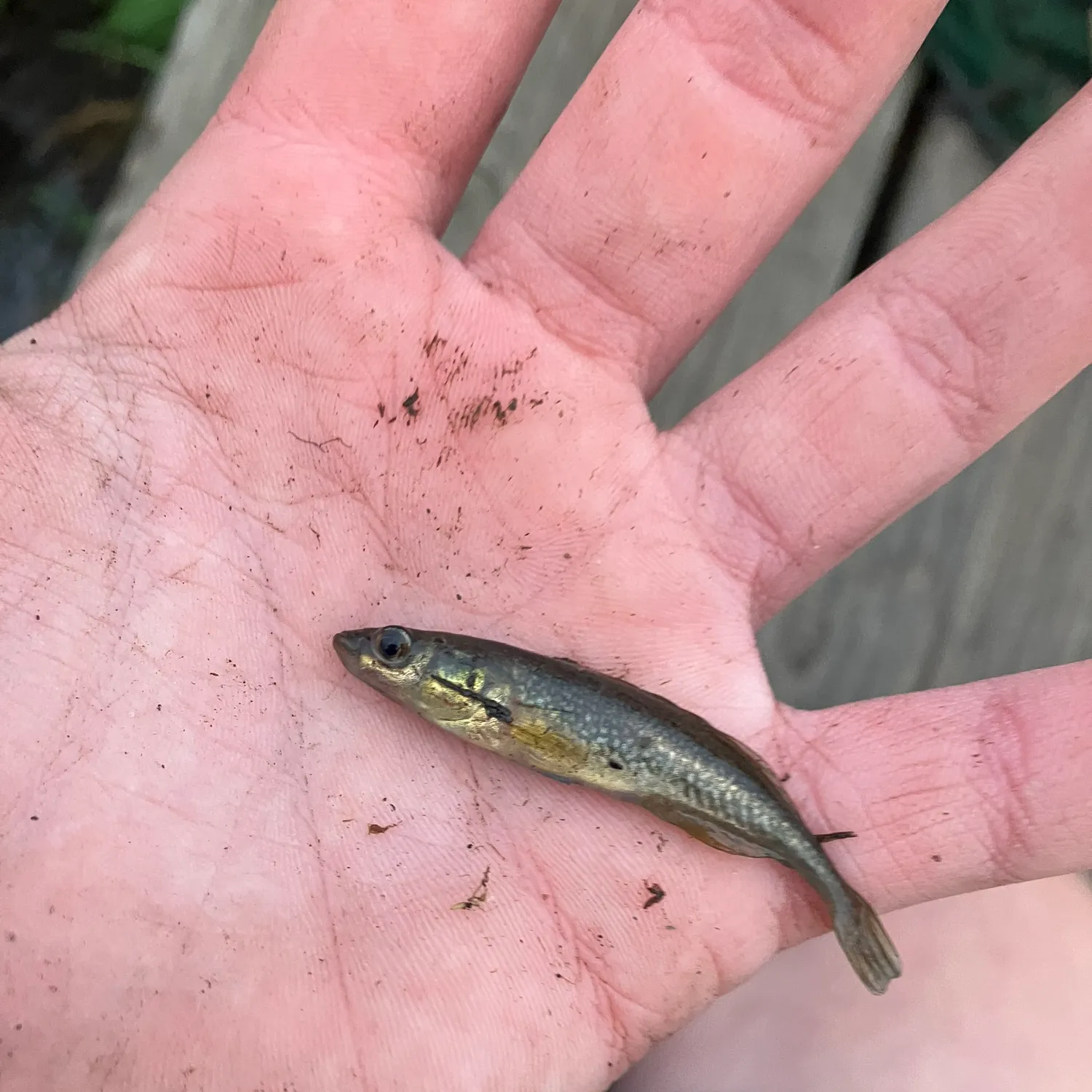 The most popular recent Brook stickleback catch on Fishbrain