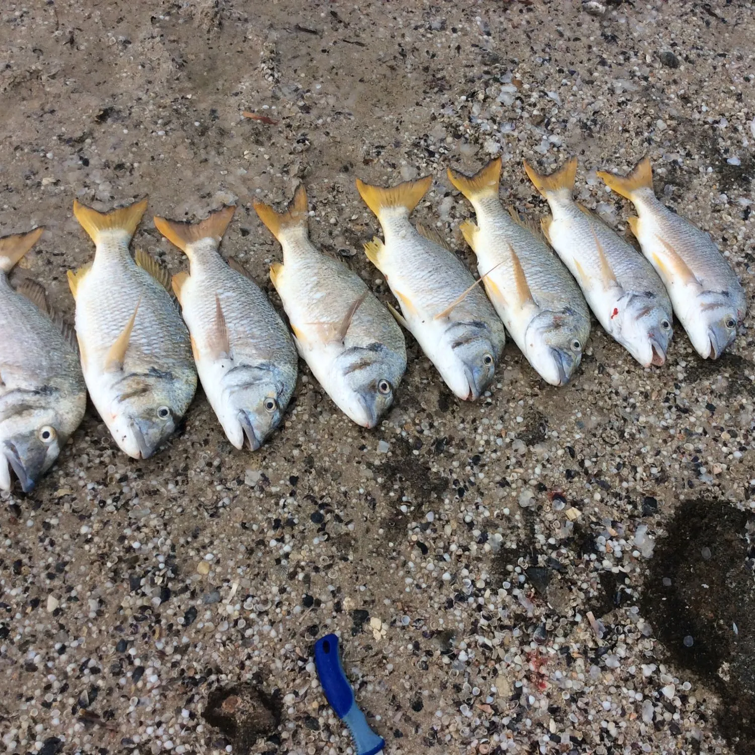 recently logged catches