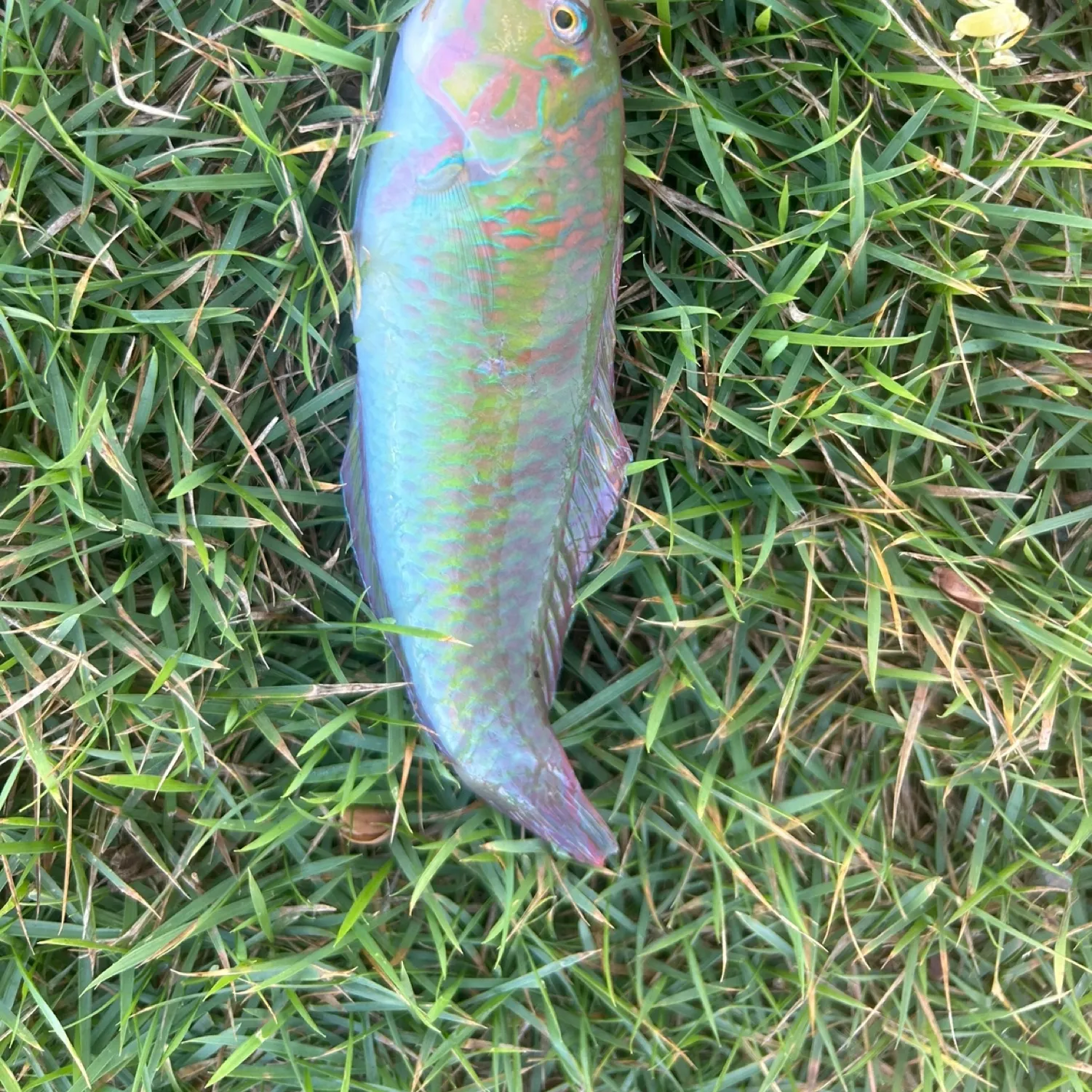 The most popular recent Blackear wrasse catch on Fishbrain