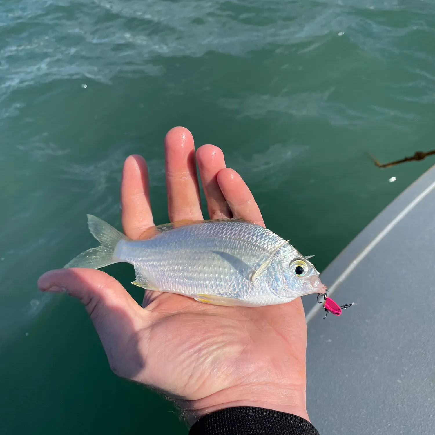 The most popular recent Common silver belly catch on Fishbrain