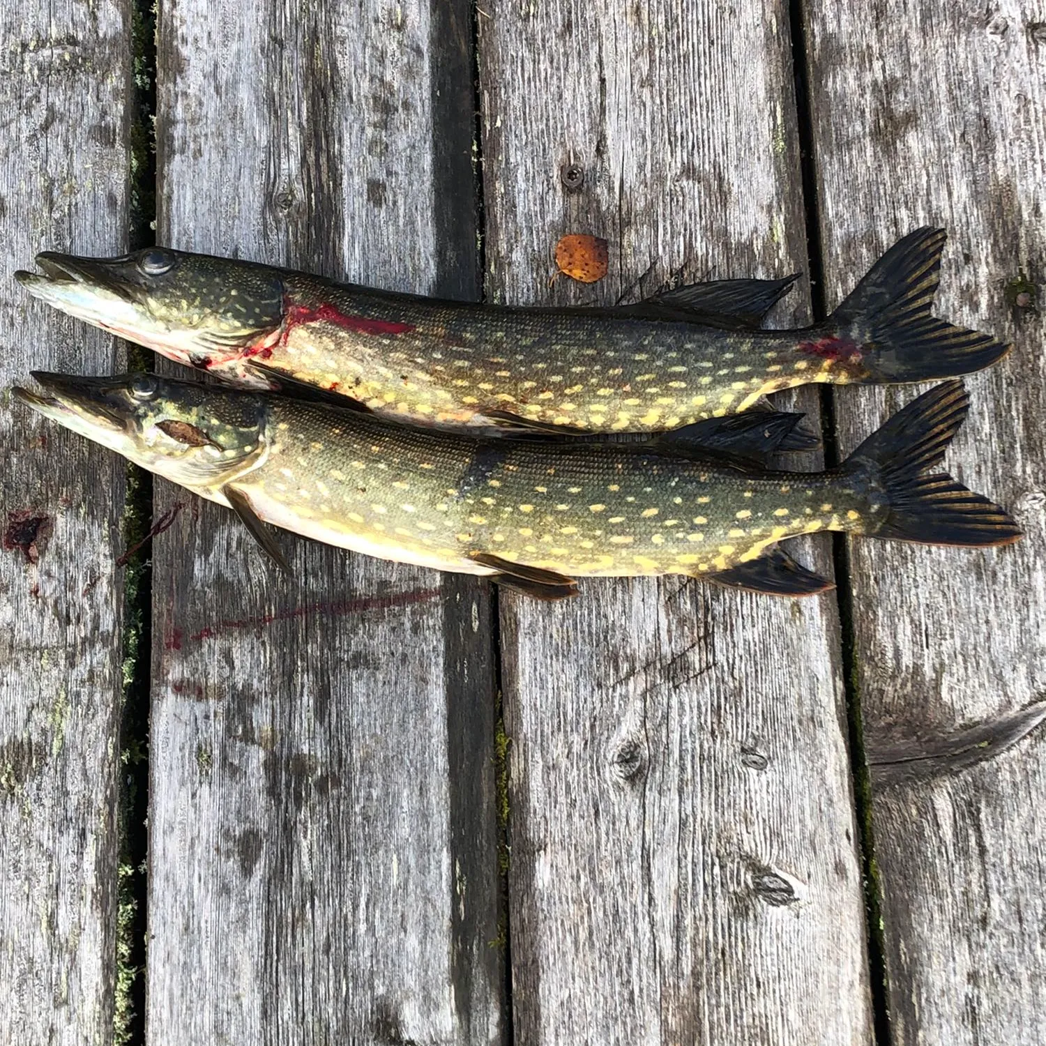 recently logged catches