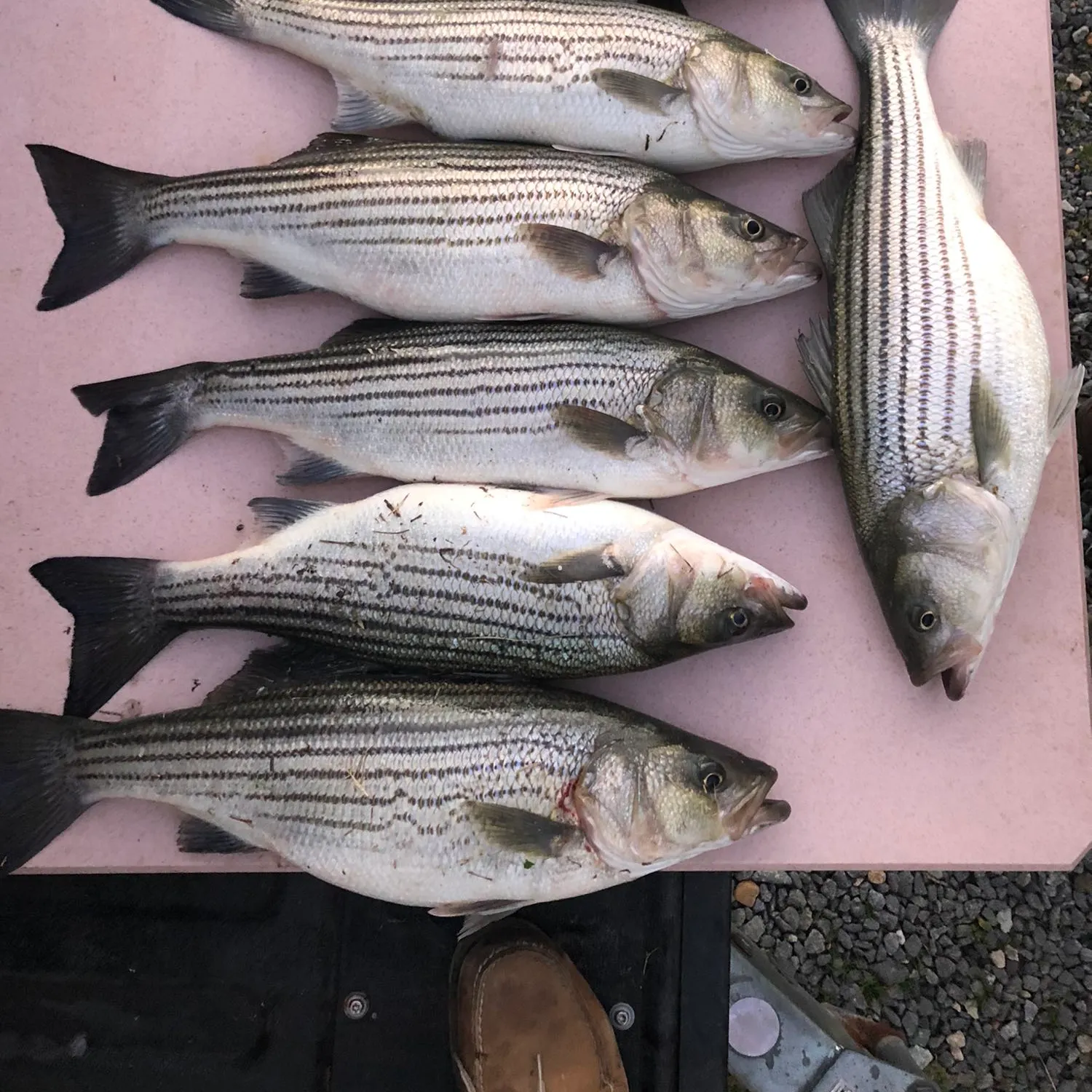 recently logged catches