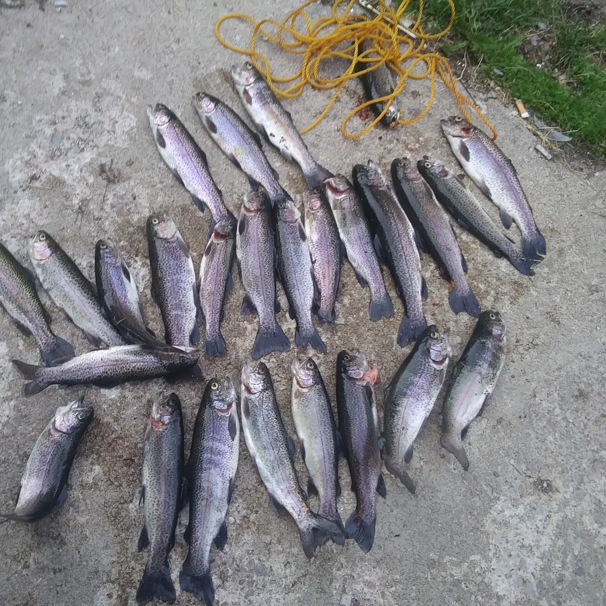 recently logged catches