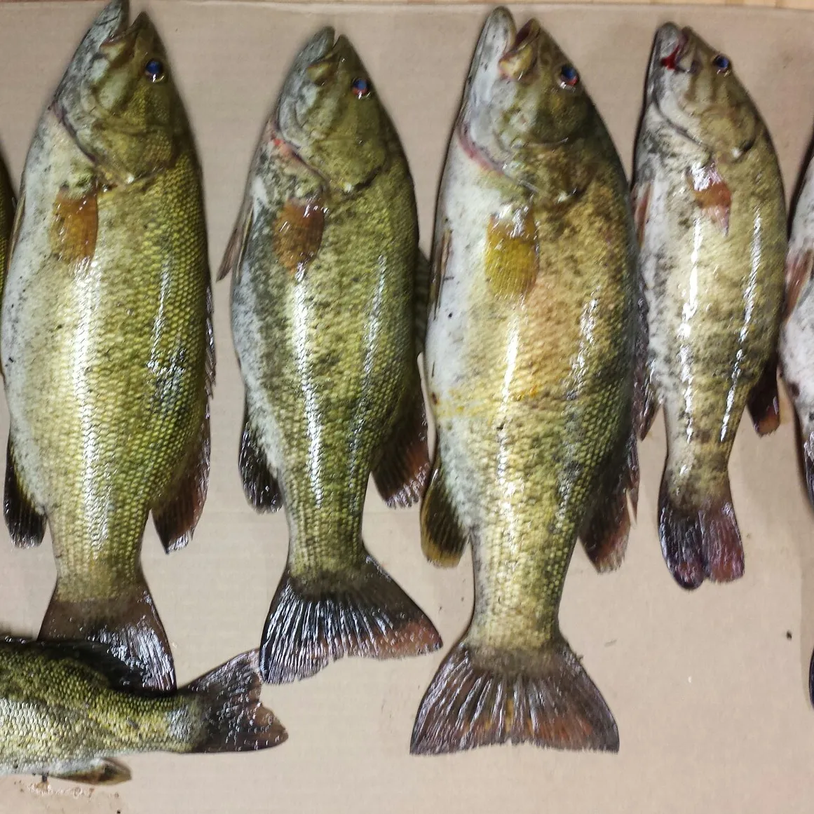 recently logged catches