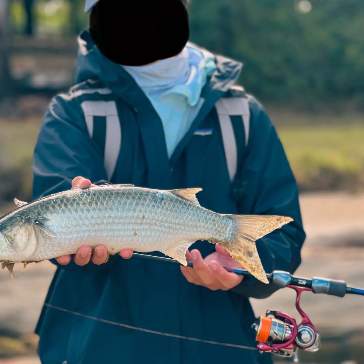 The most popular recent Striped mullet catch on Fishbrain