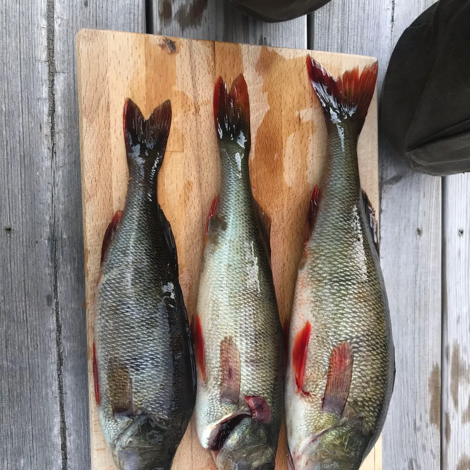 recently logged catches