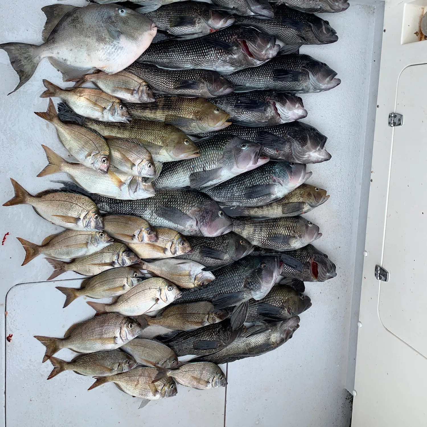 recently logged catches