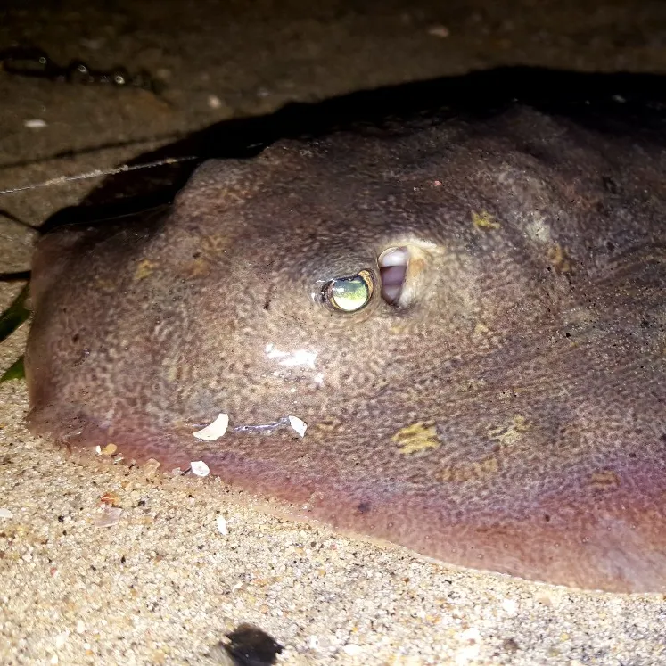 The most popular recent Common stingray catch on Fishbrain