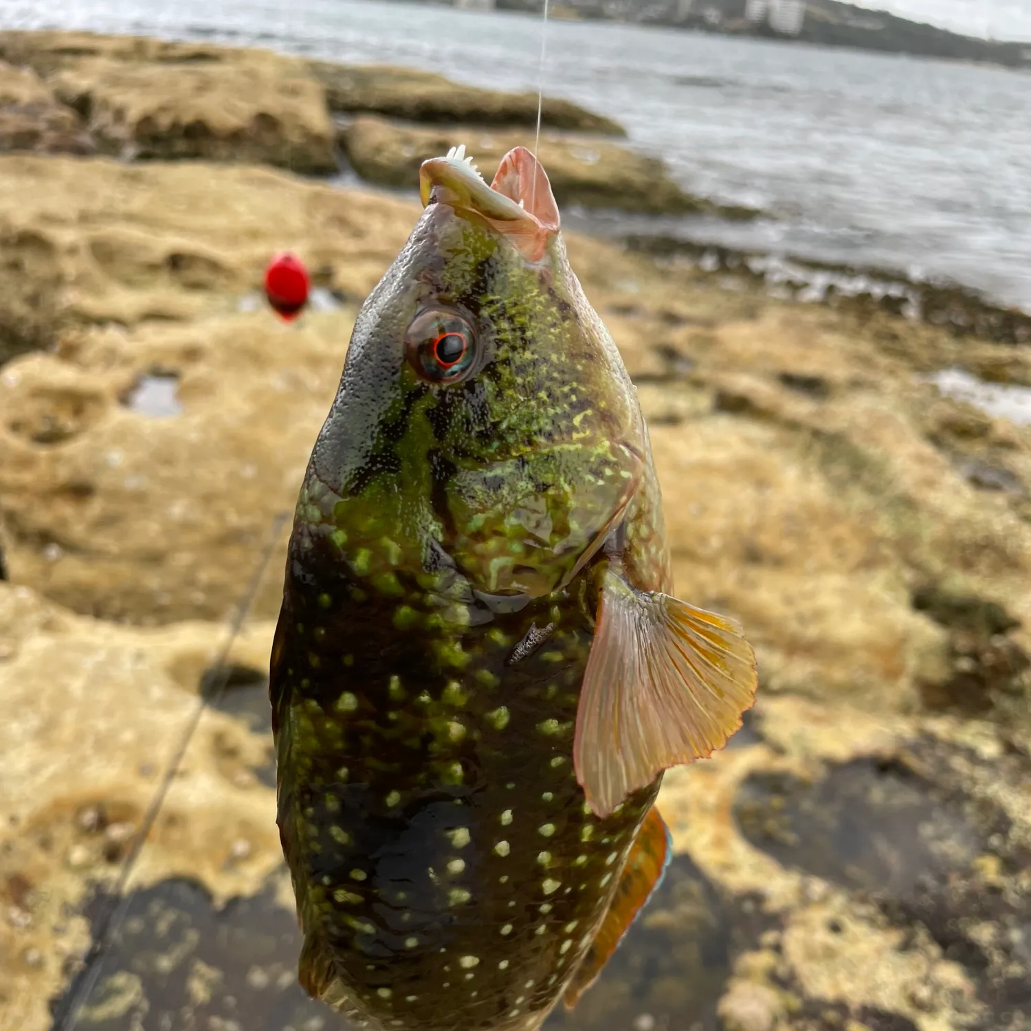 The most popular recent Rock wrasse catch on Fishbrain