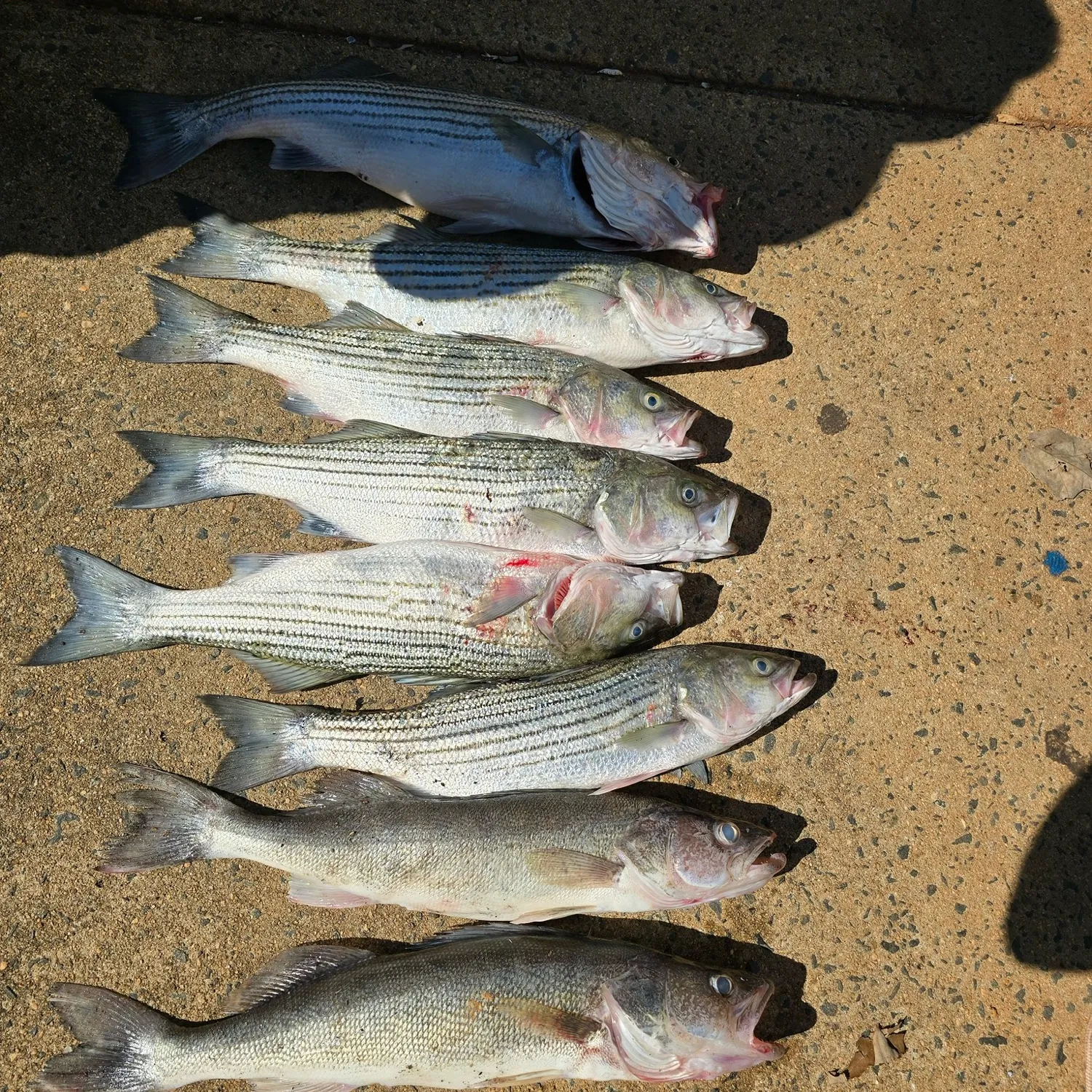 recently logged catches