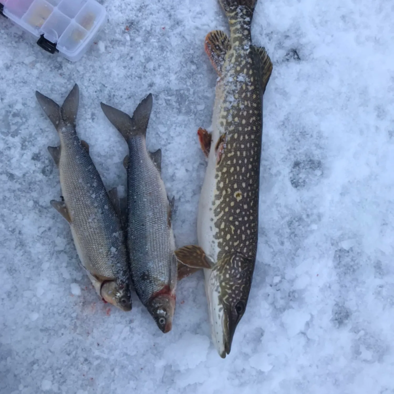 recently logged catches