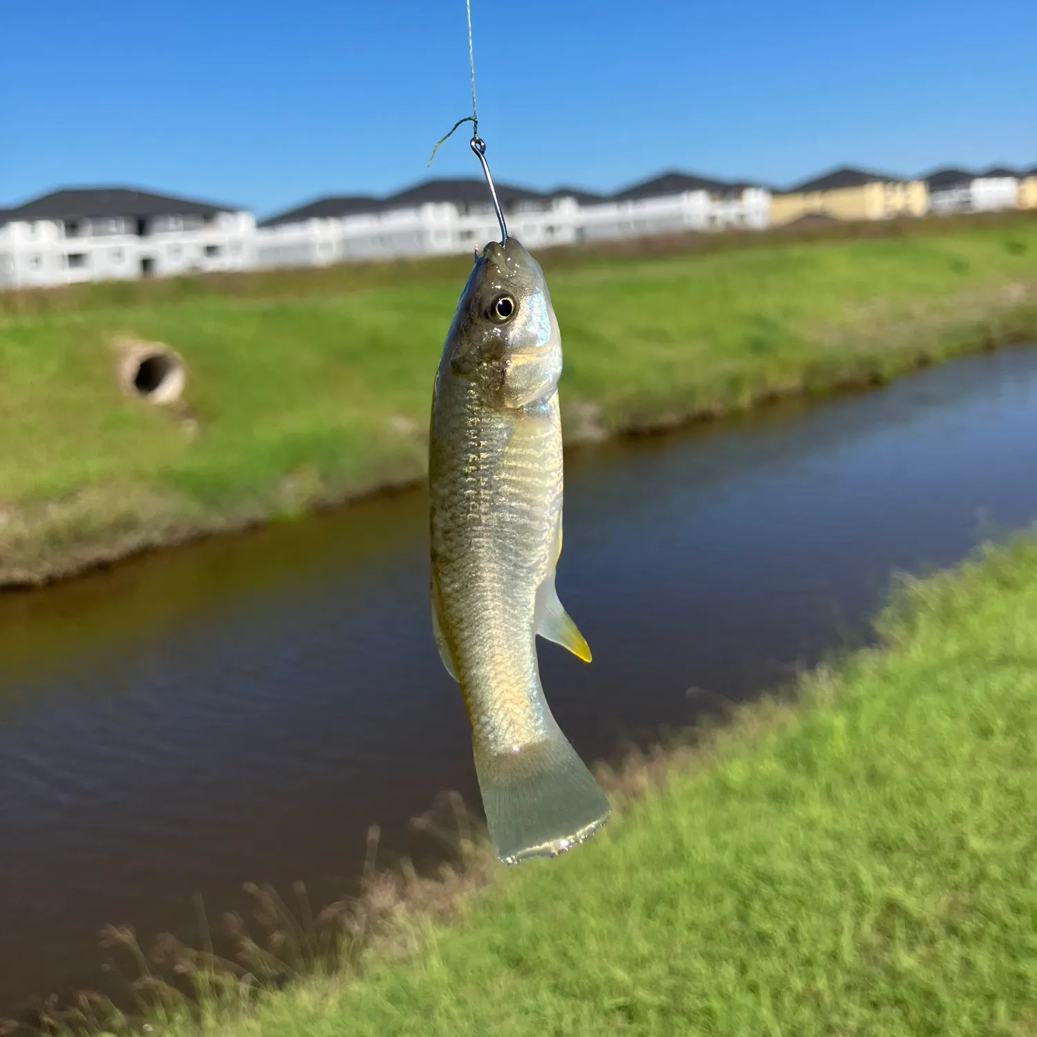 The most popular recent Gulf killifish catch on Fishbrain