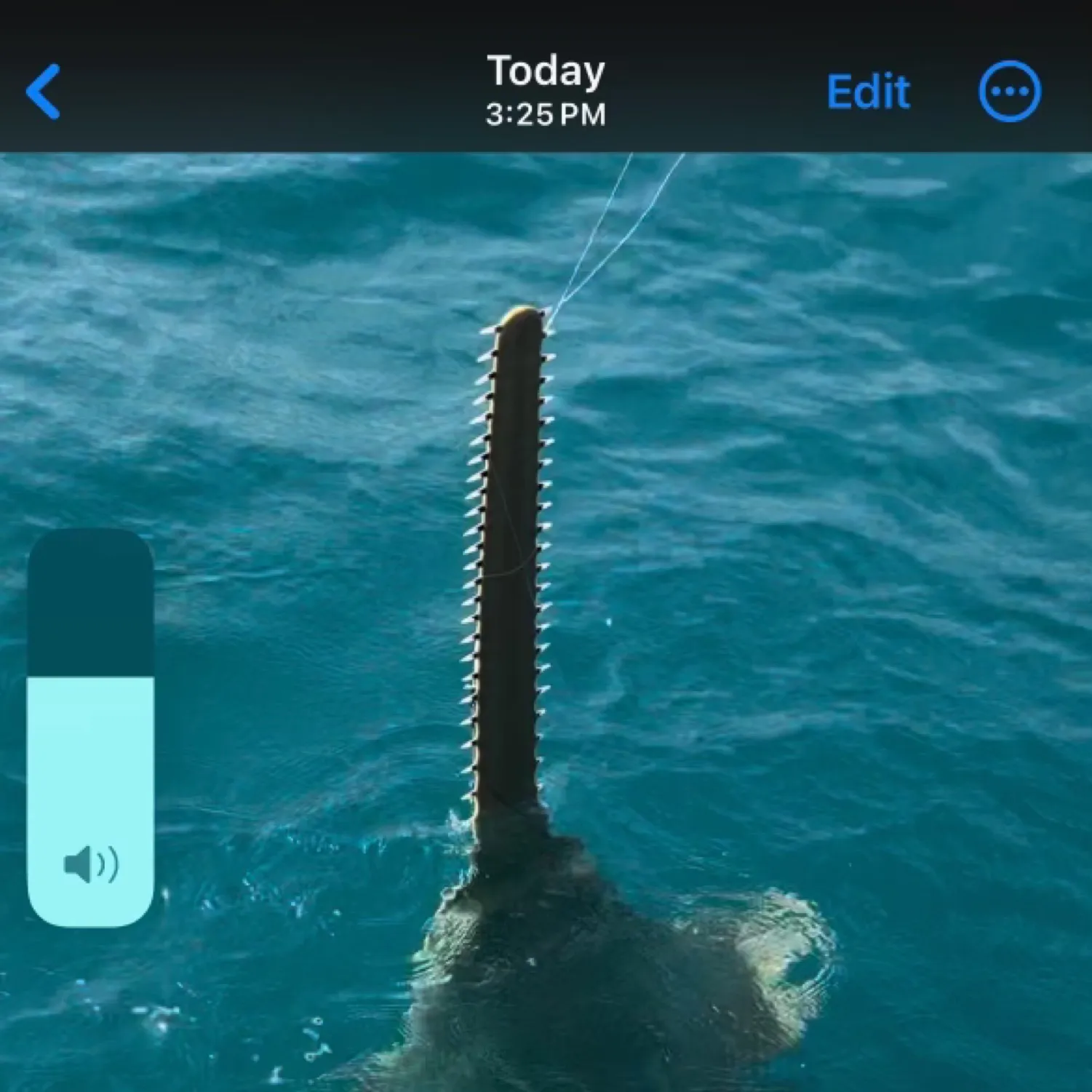 The most popular recent Largetooth sawfish catch on Fishbrain