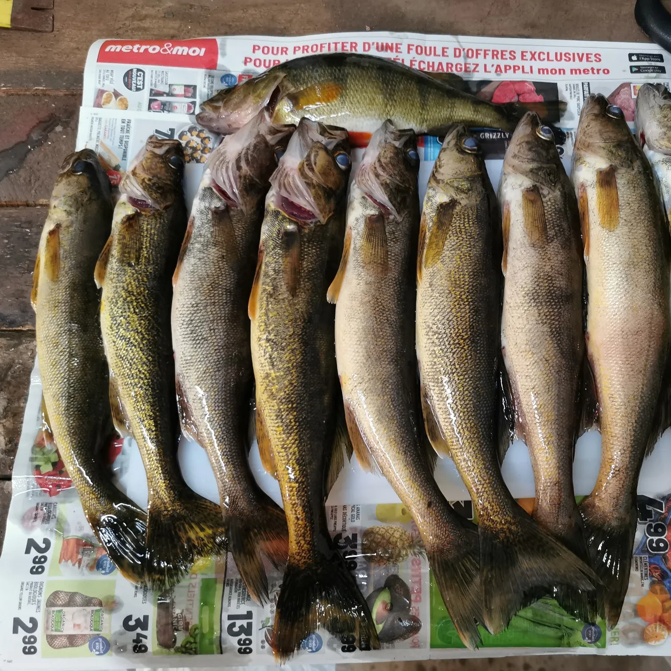 recently logged catches