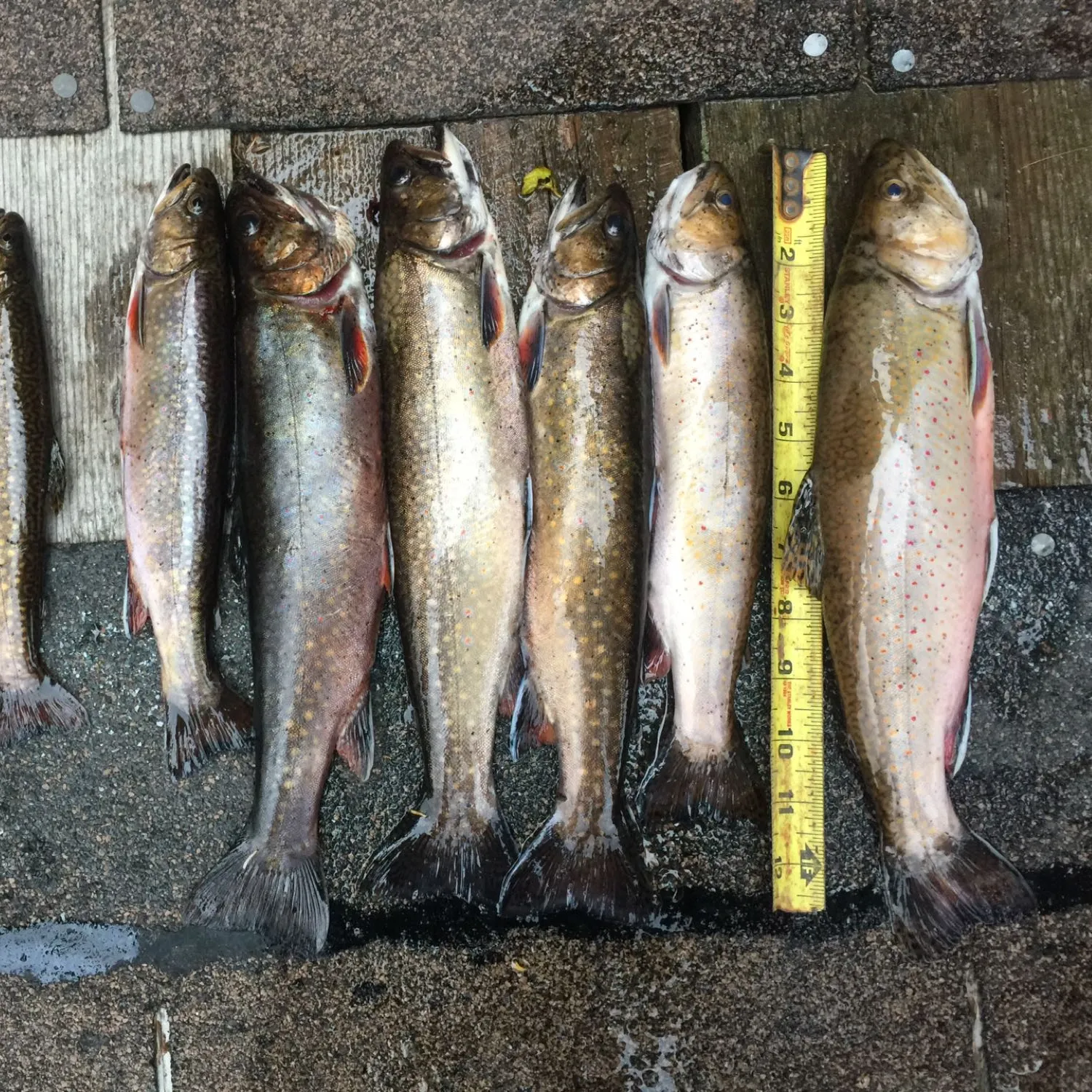 recently logged catches