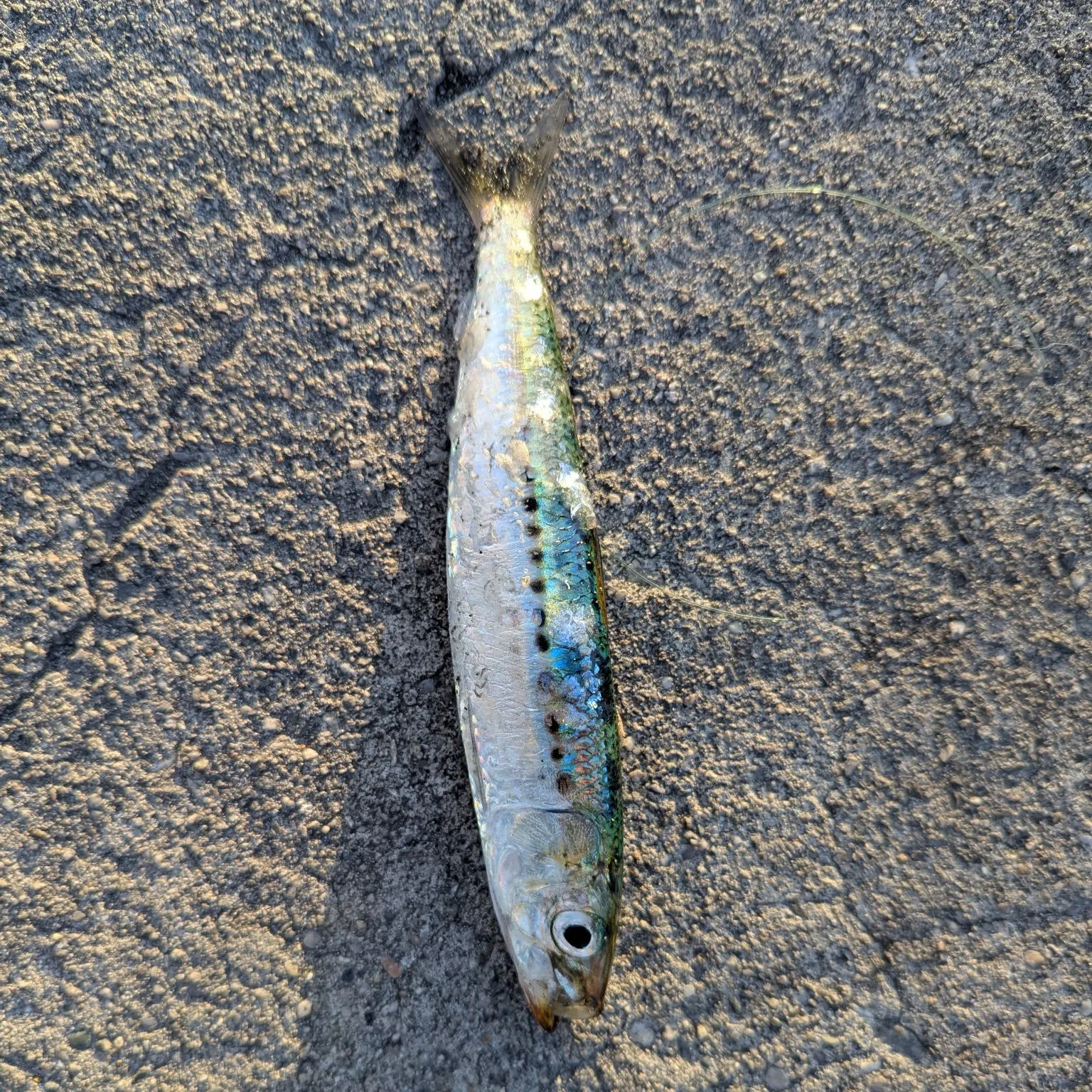 The most popular recent Japanese pilchard catch on Fishbrain