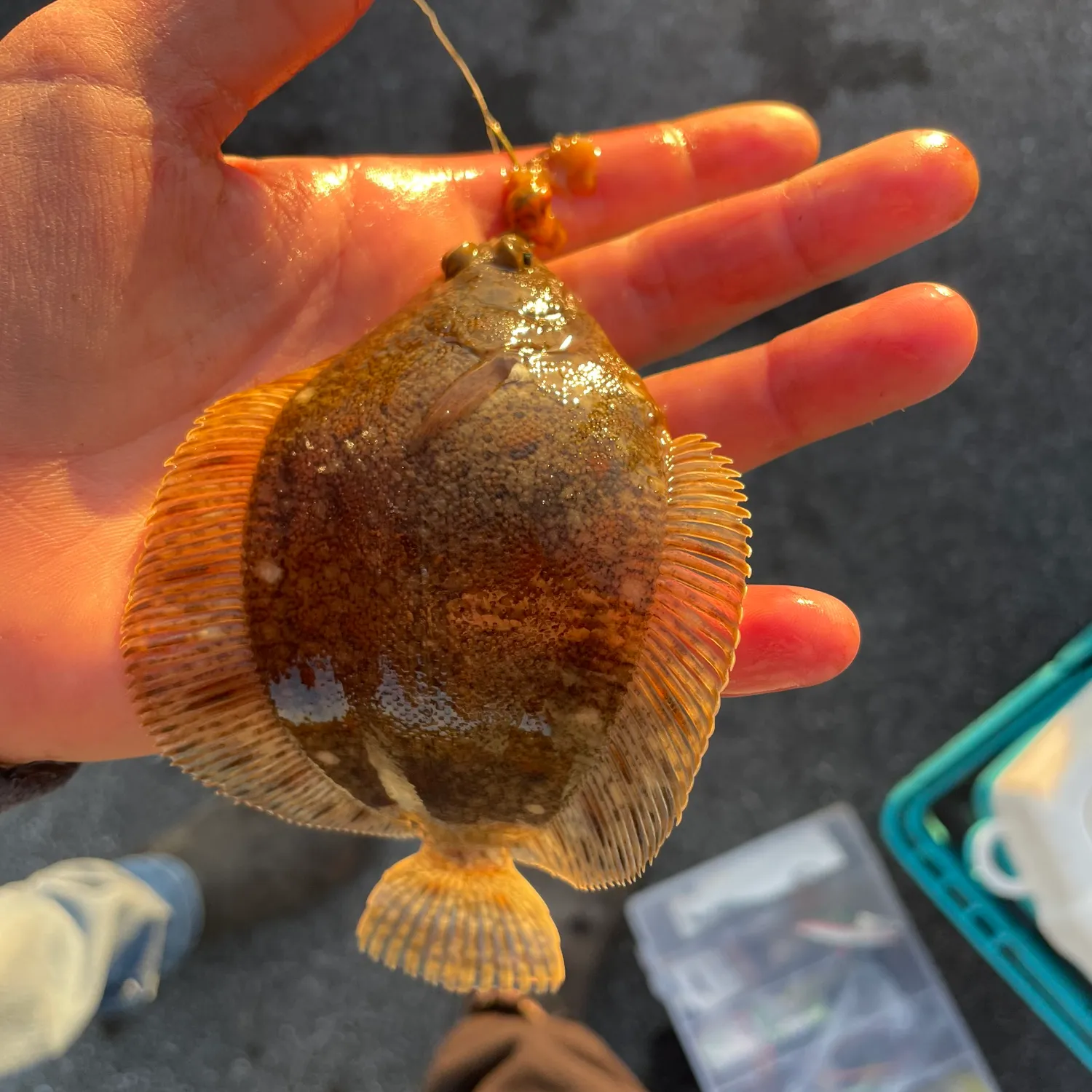 The most popular recent Dover sole catch on Fishbrain