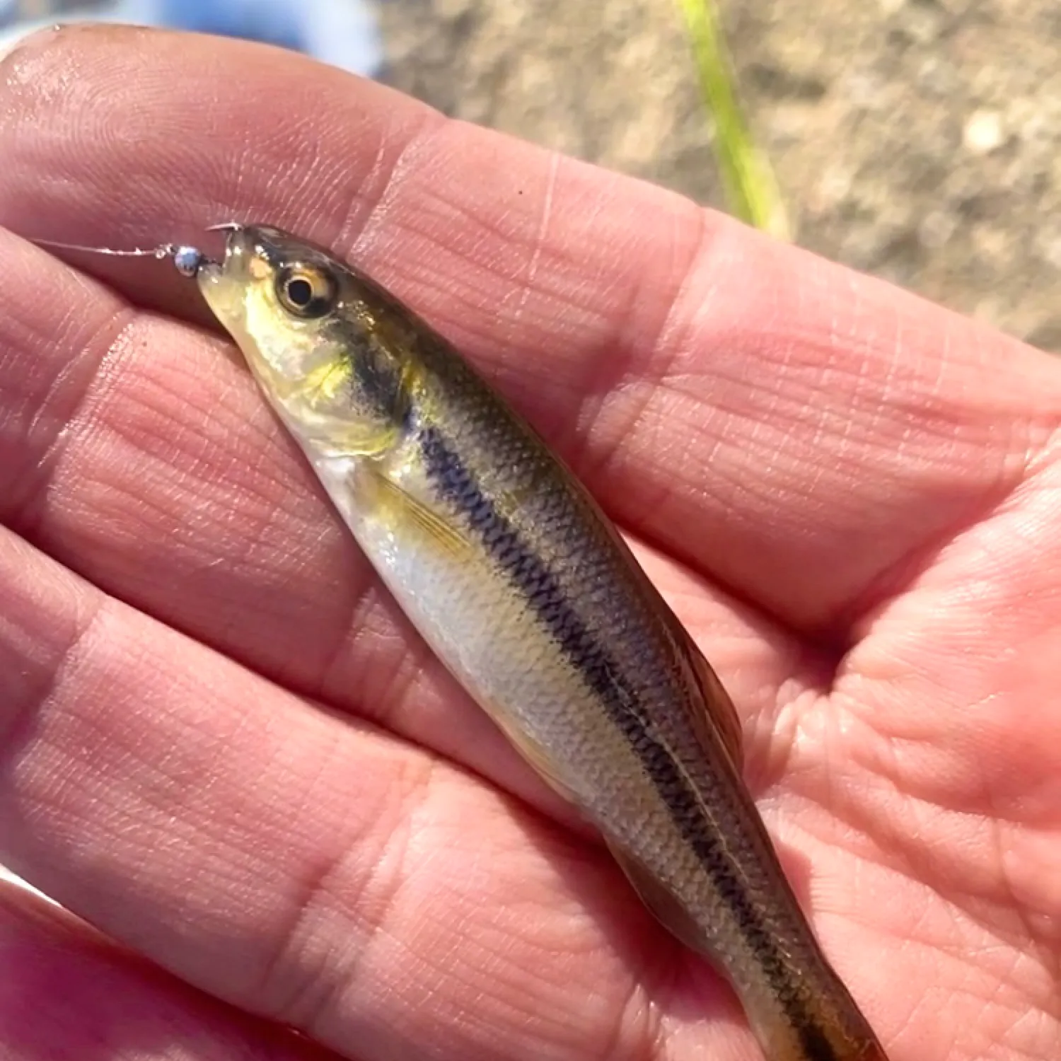 The most popular recent Eastern blacknose dace catch on Fishbrain