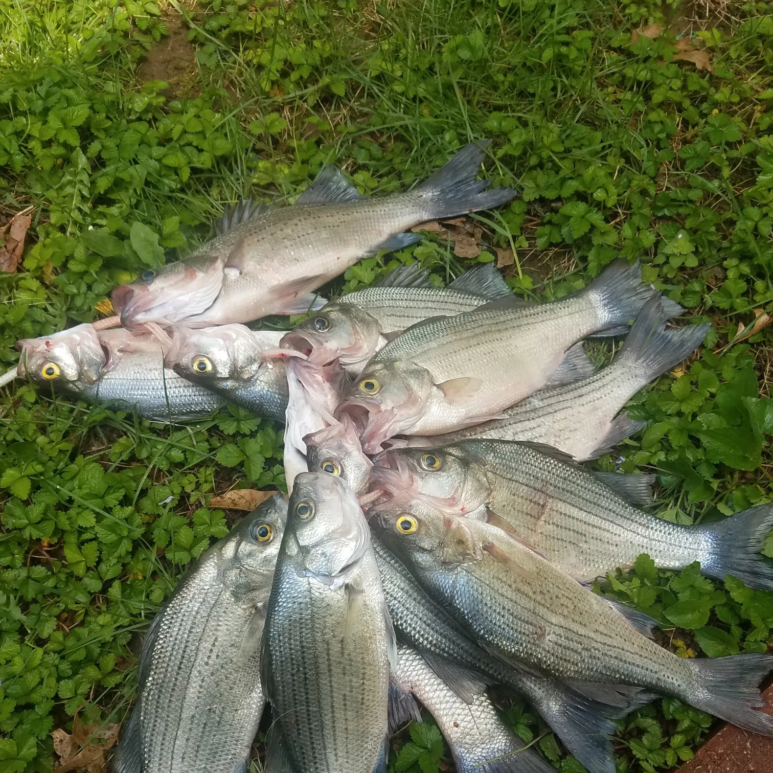 recently logged catches