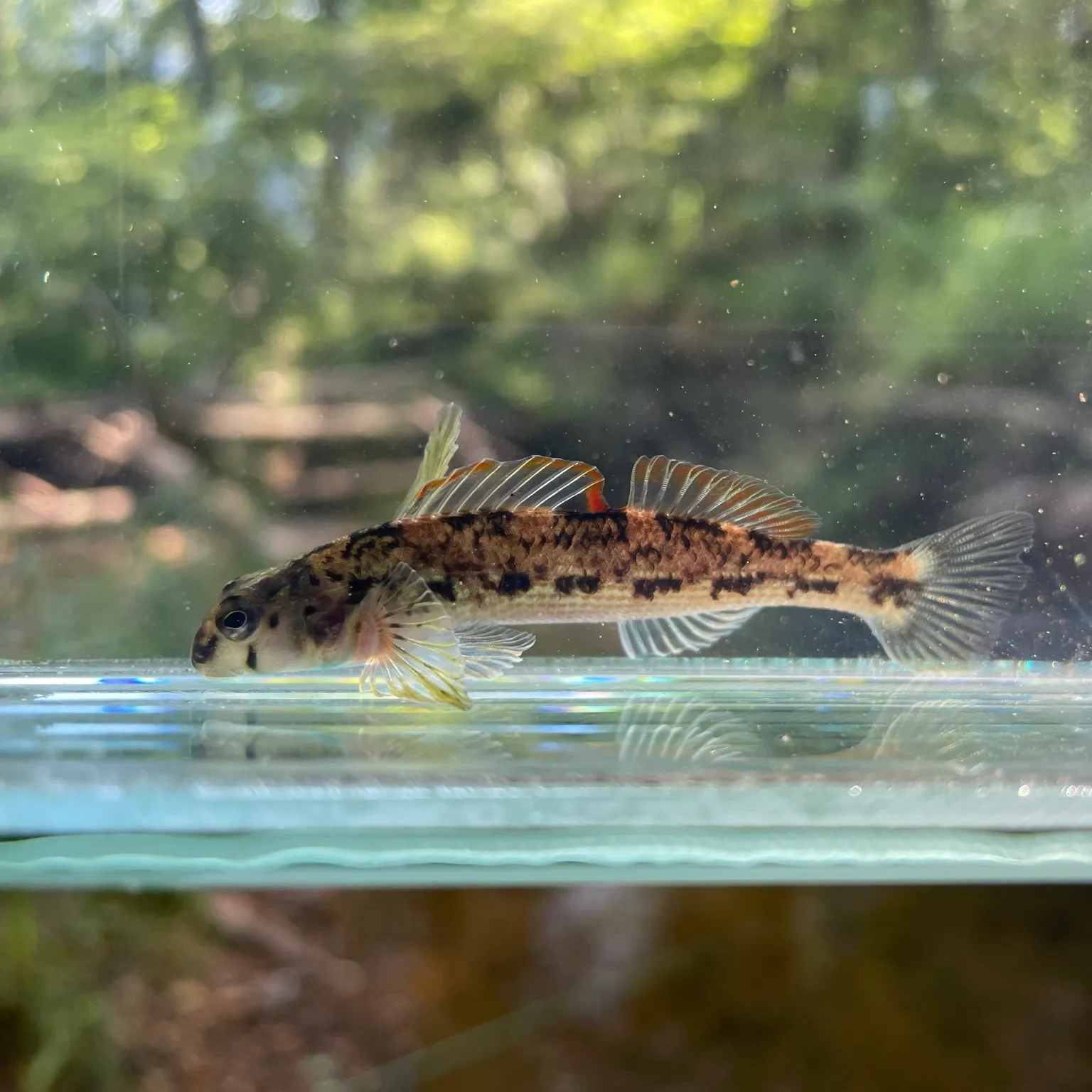 The most popular recent Turquoise darter catch on Fishbrain