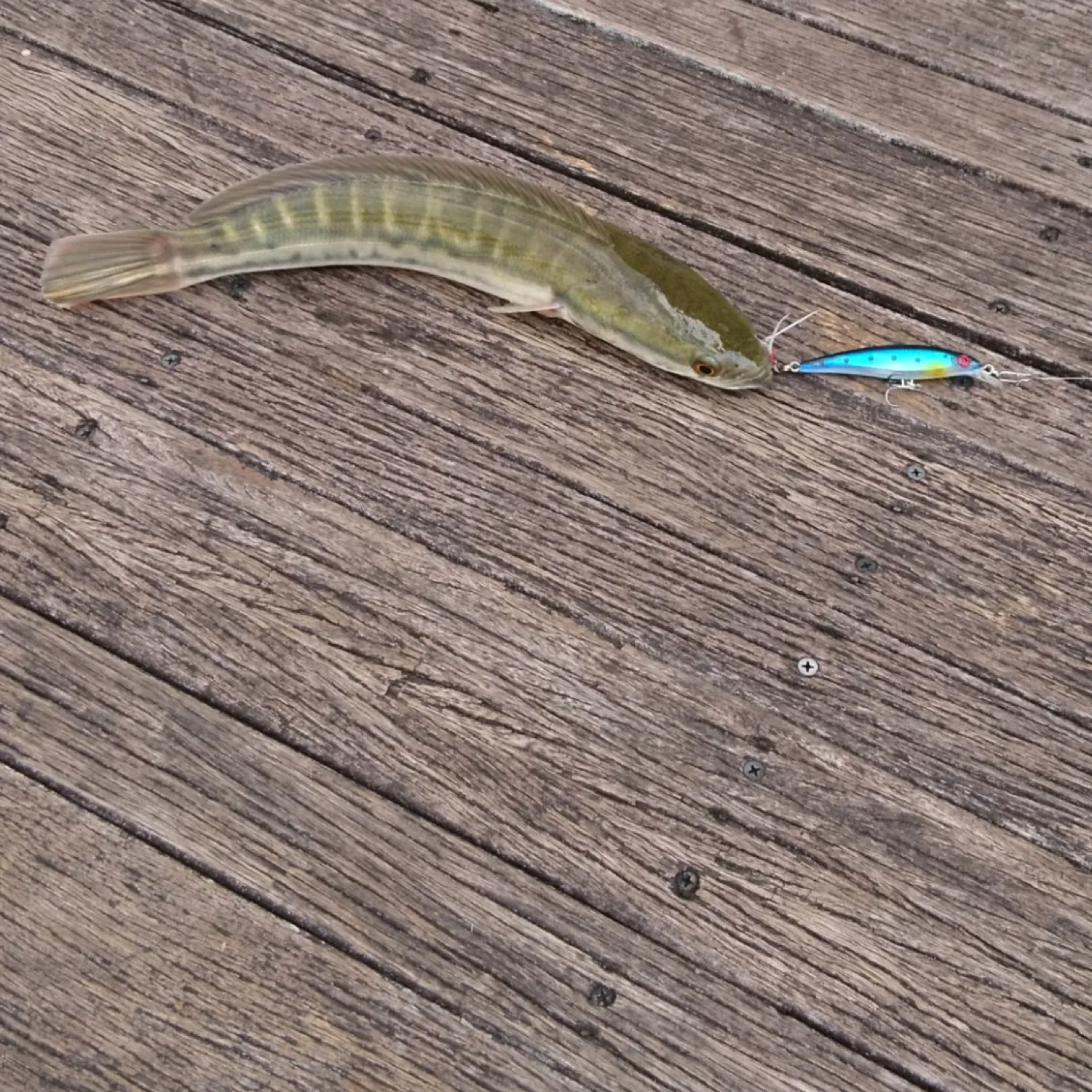 The most popular recent Striped snakehead catch on Fishbrain