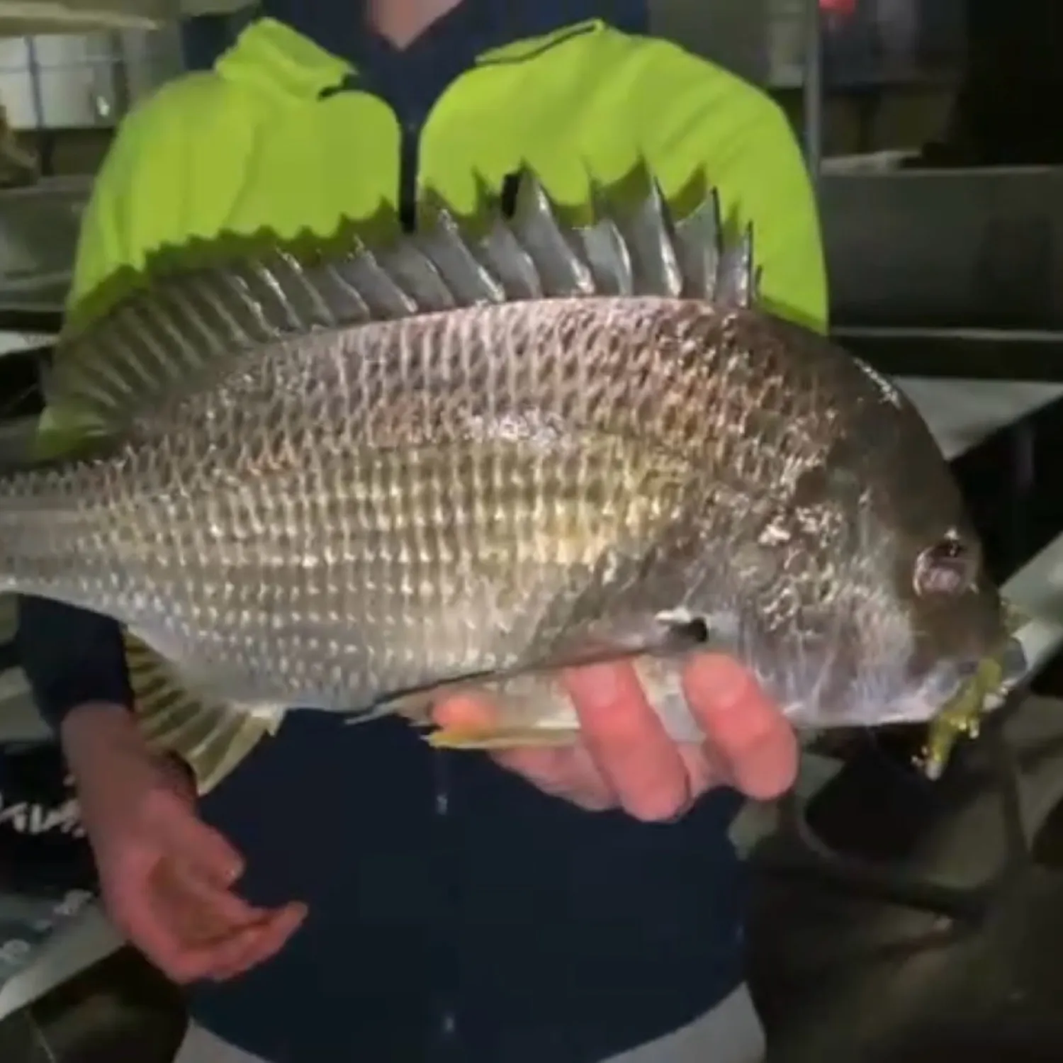 The most popular recent Southern black bream catch on Fishbrain