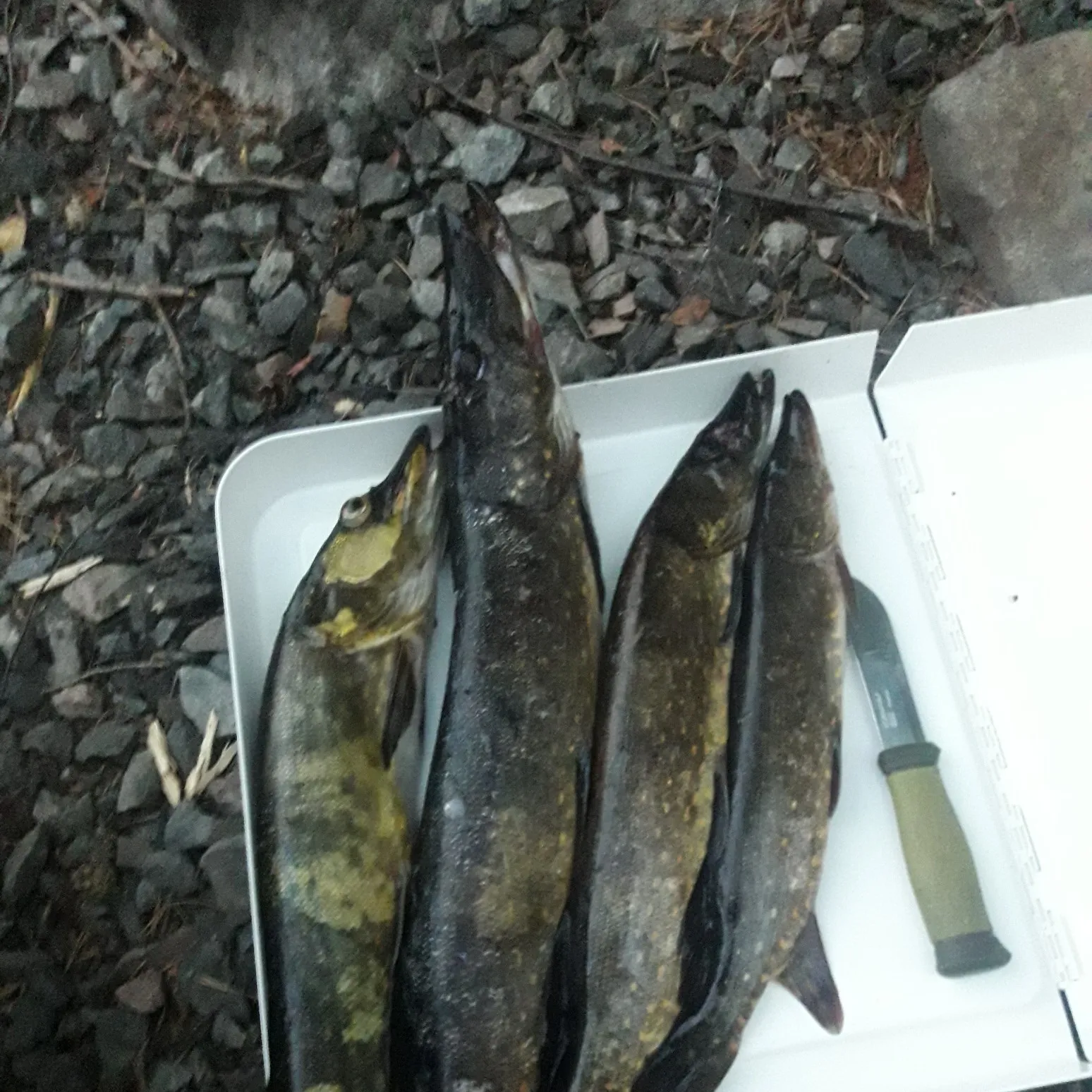 recently logged catches