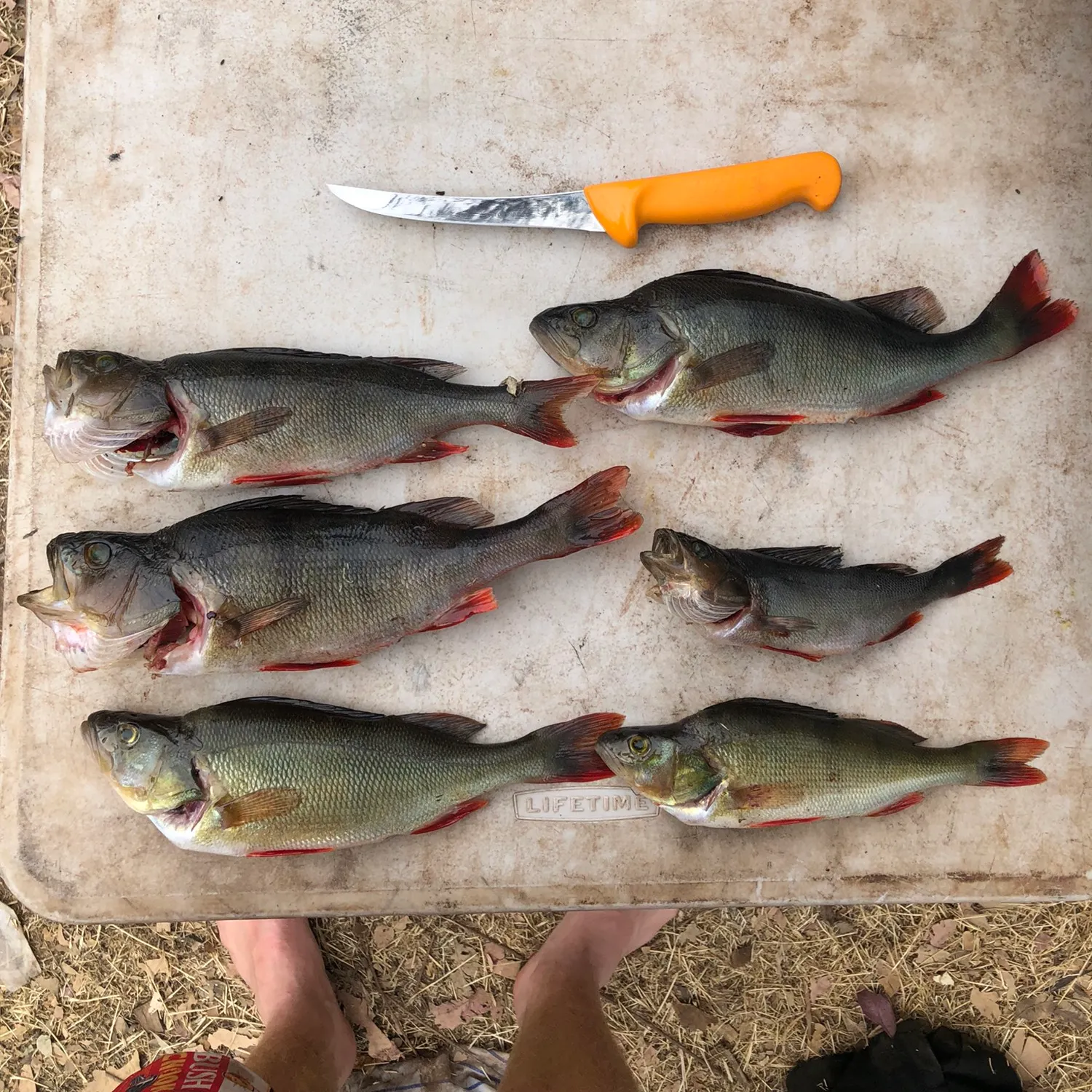 recently logged catches