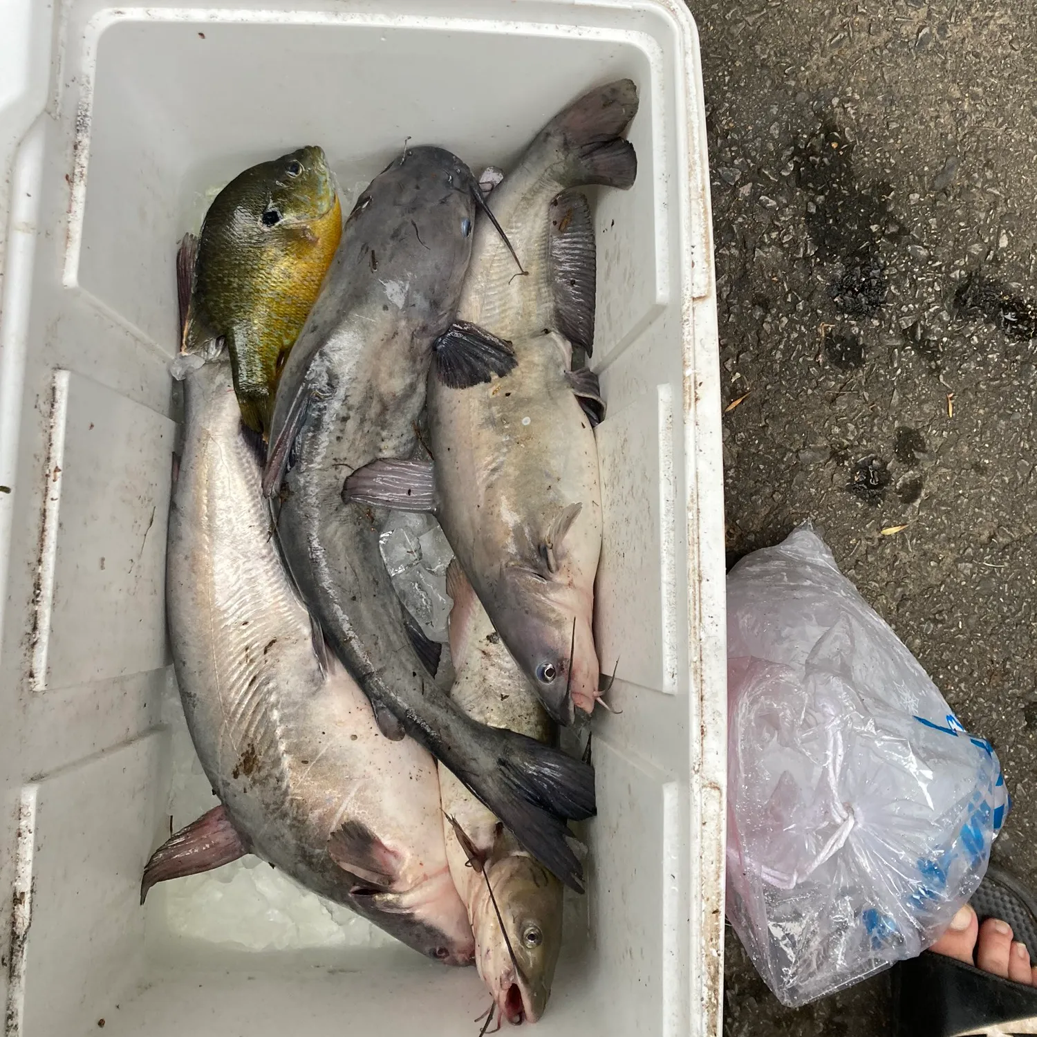 recently logged catches