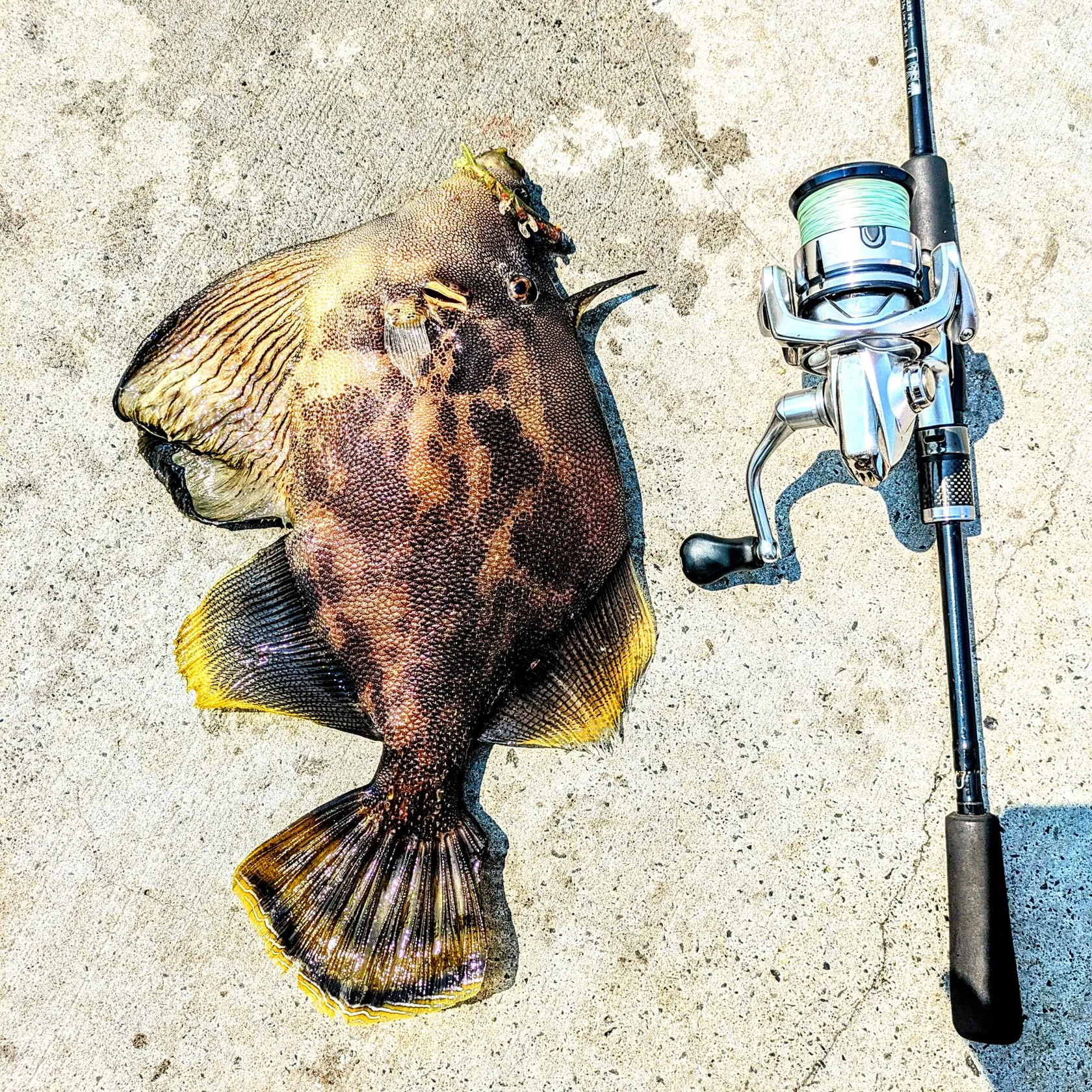 The most popular recent Fan-bellied leatherjacket catch on Fishbrain