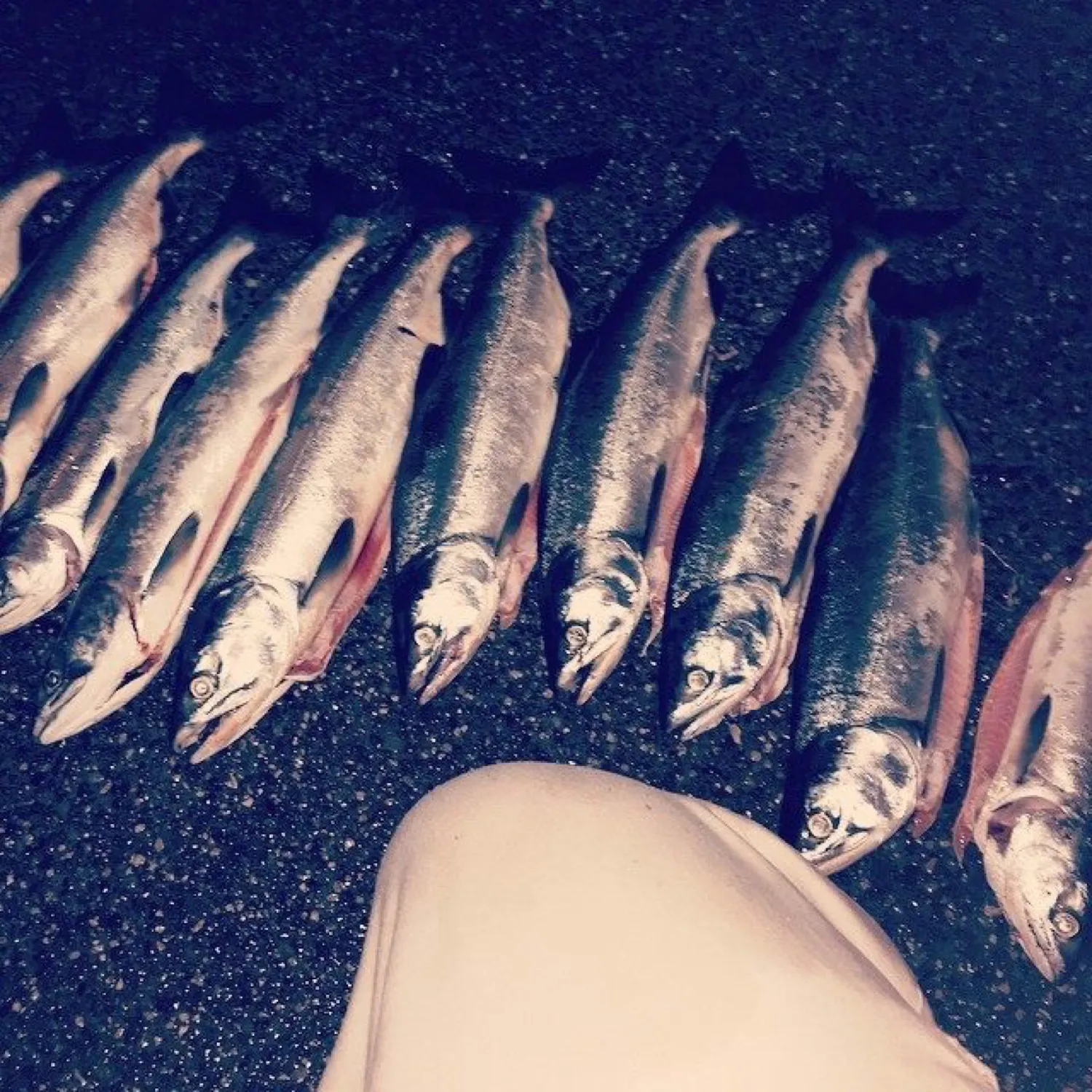 recently logged catches