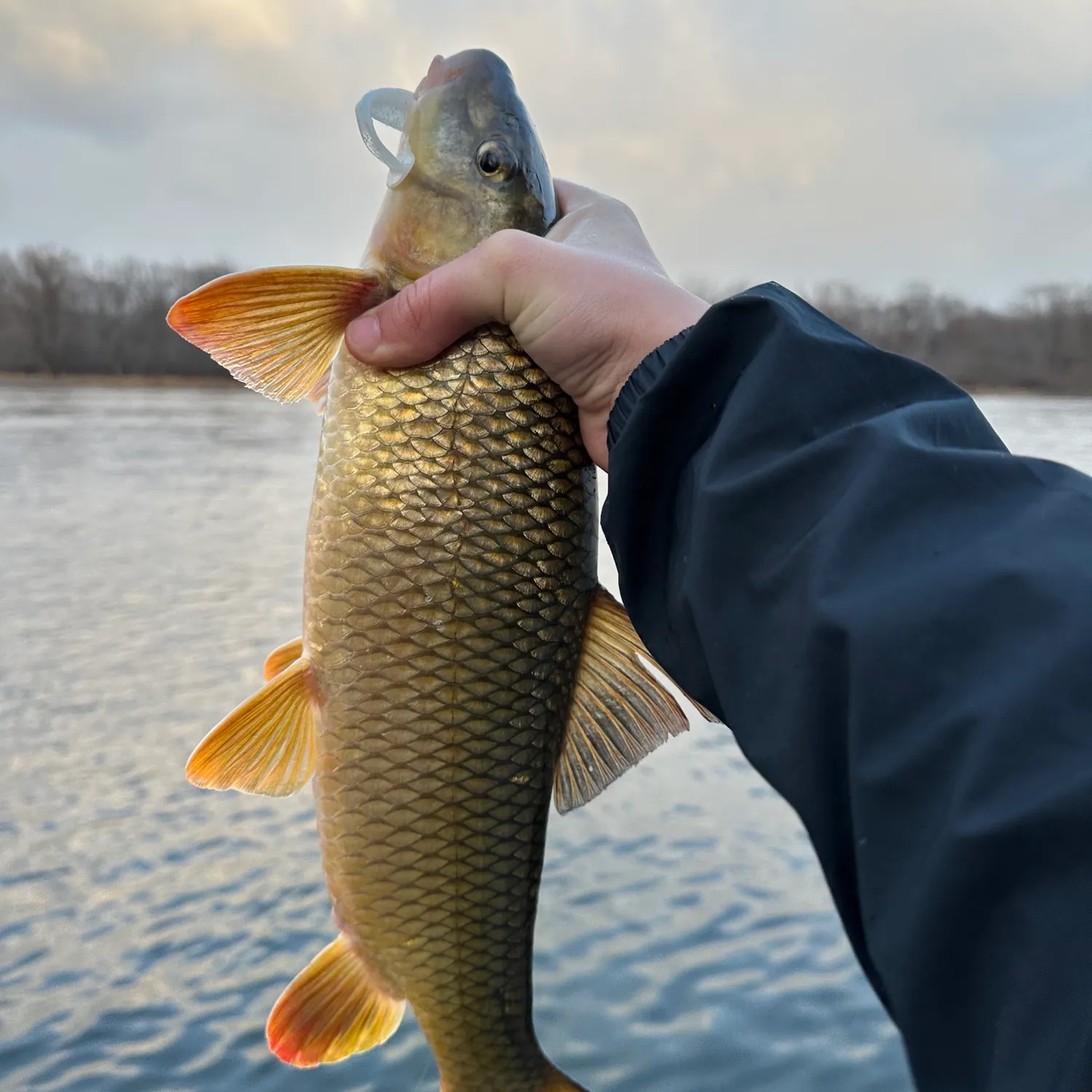 The most popular recent Shorthead redhorse catch on Fishbrain