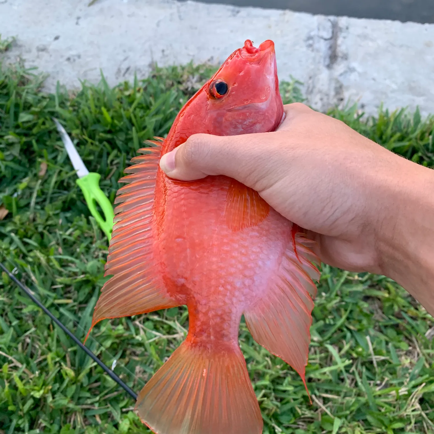 The most popular recent Red devil cichlid catch on Fishbrain