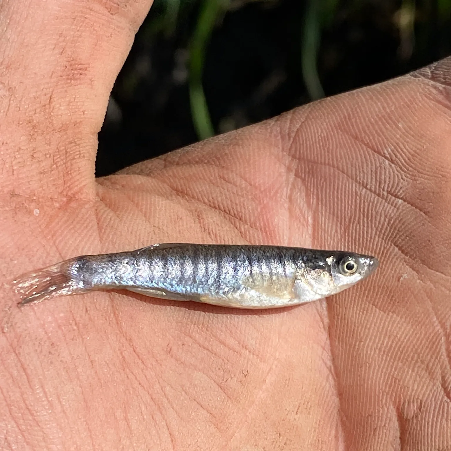 The most popular recent Banded killifish catch on Fishbrain