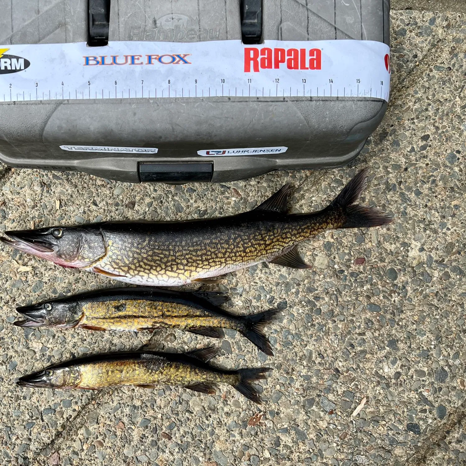 recently logged catches