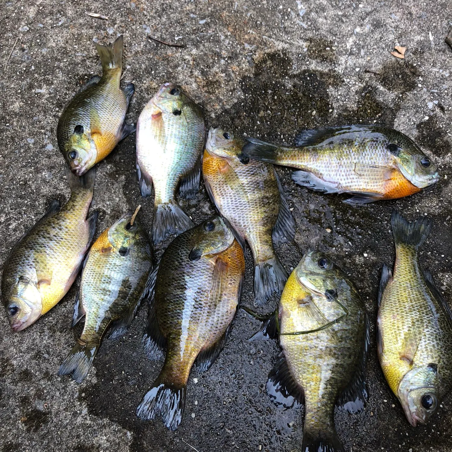 recently logged catches