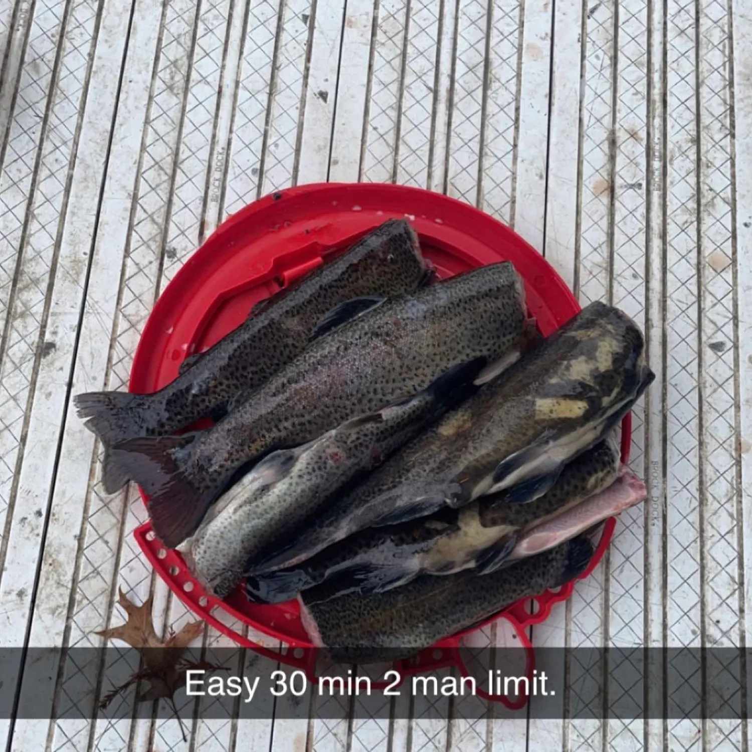 recently logged catches