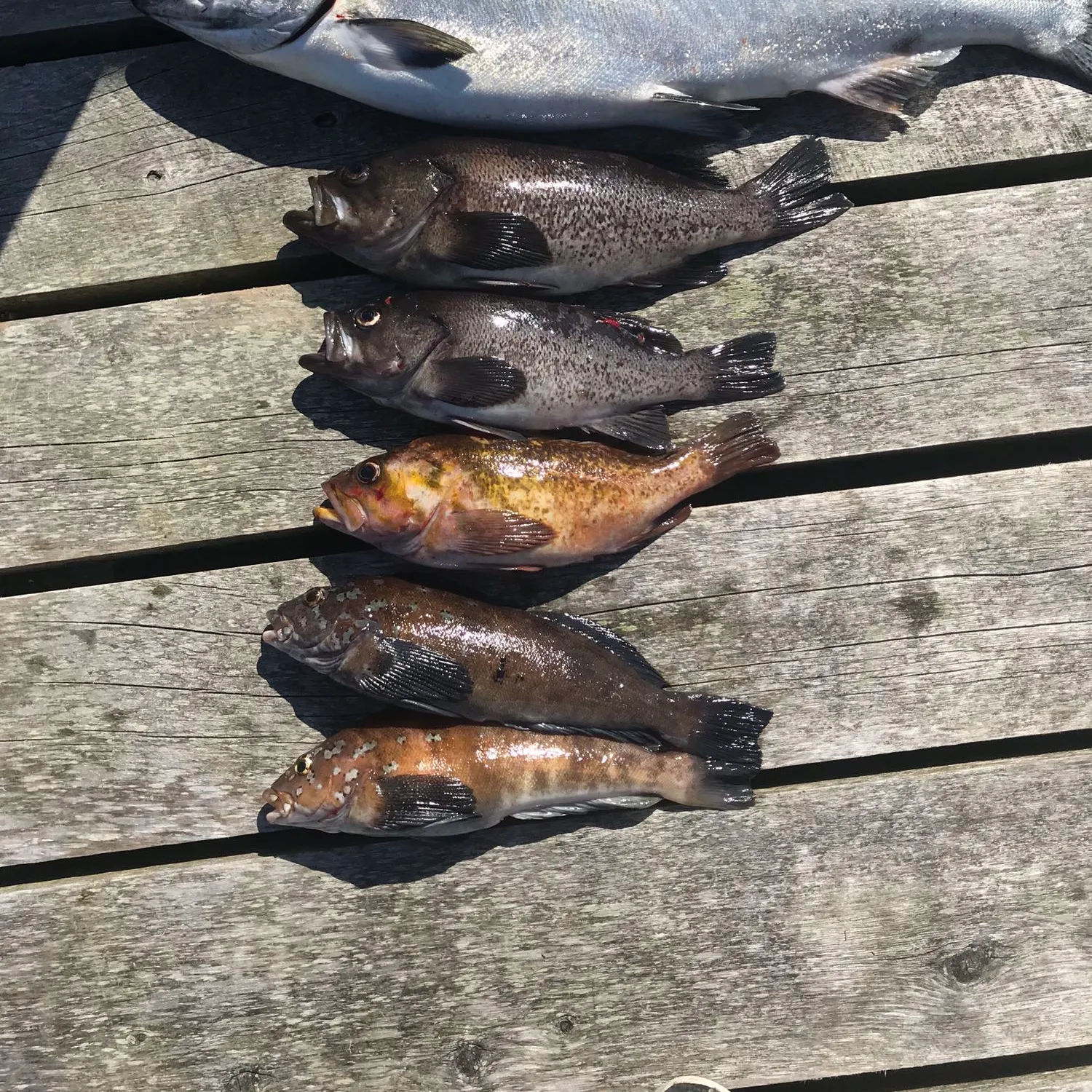 recently logged catches