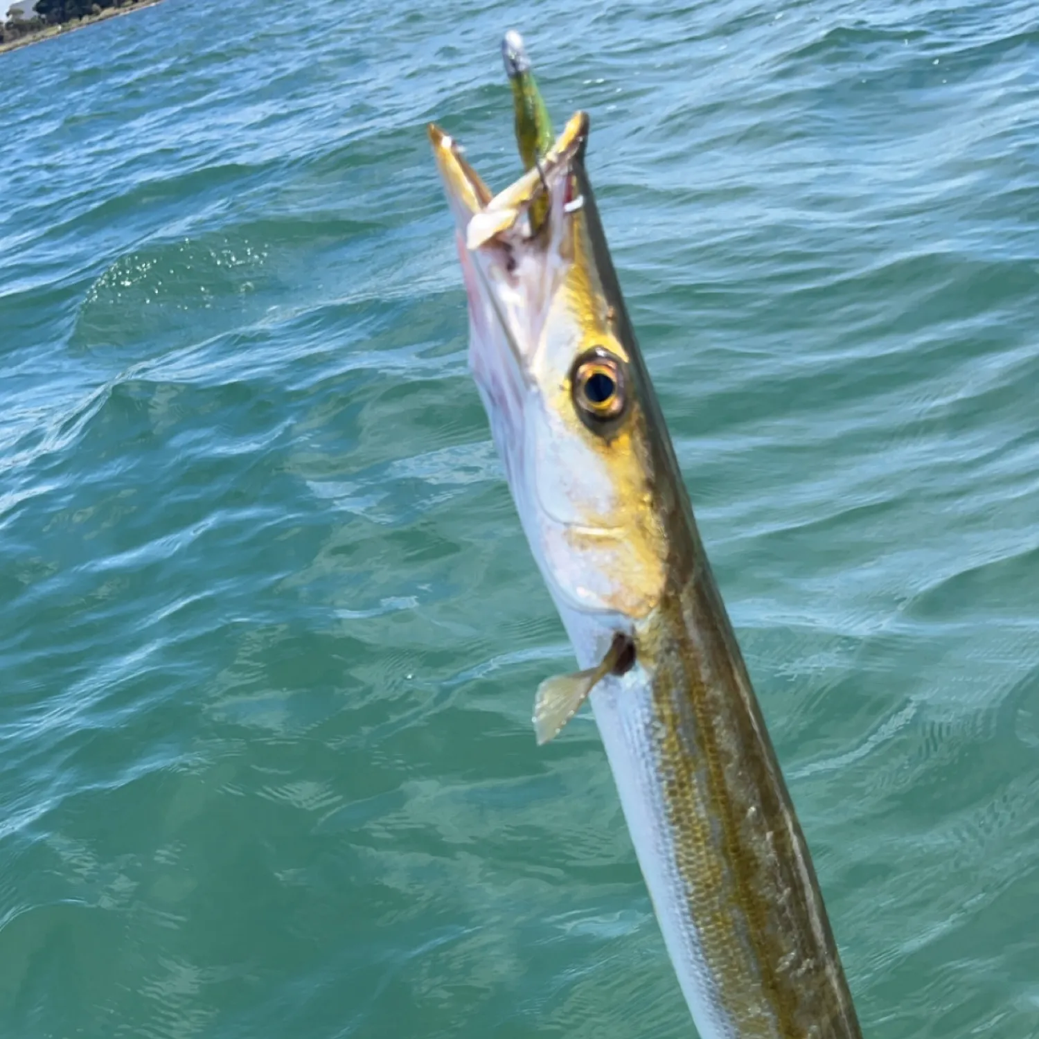 The most popular recent Australian barracuda catch on Fishbrain