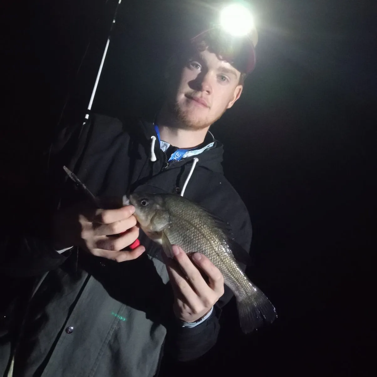 The most popular recent Macquarie perch catch on Fishbrain