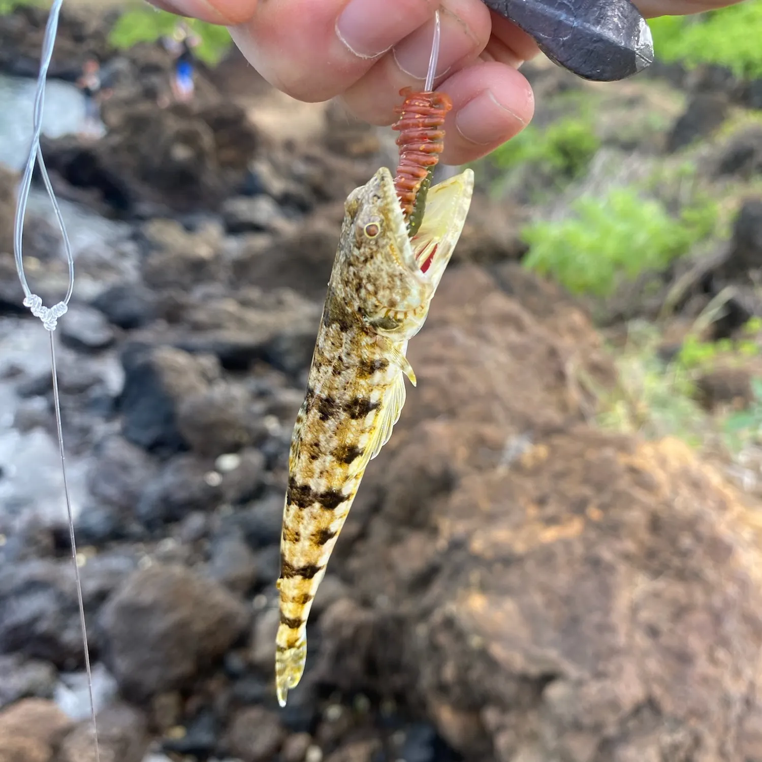 The most popular recent Variegated lizardfish catch on Fishbrain