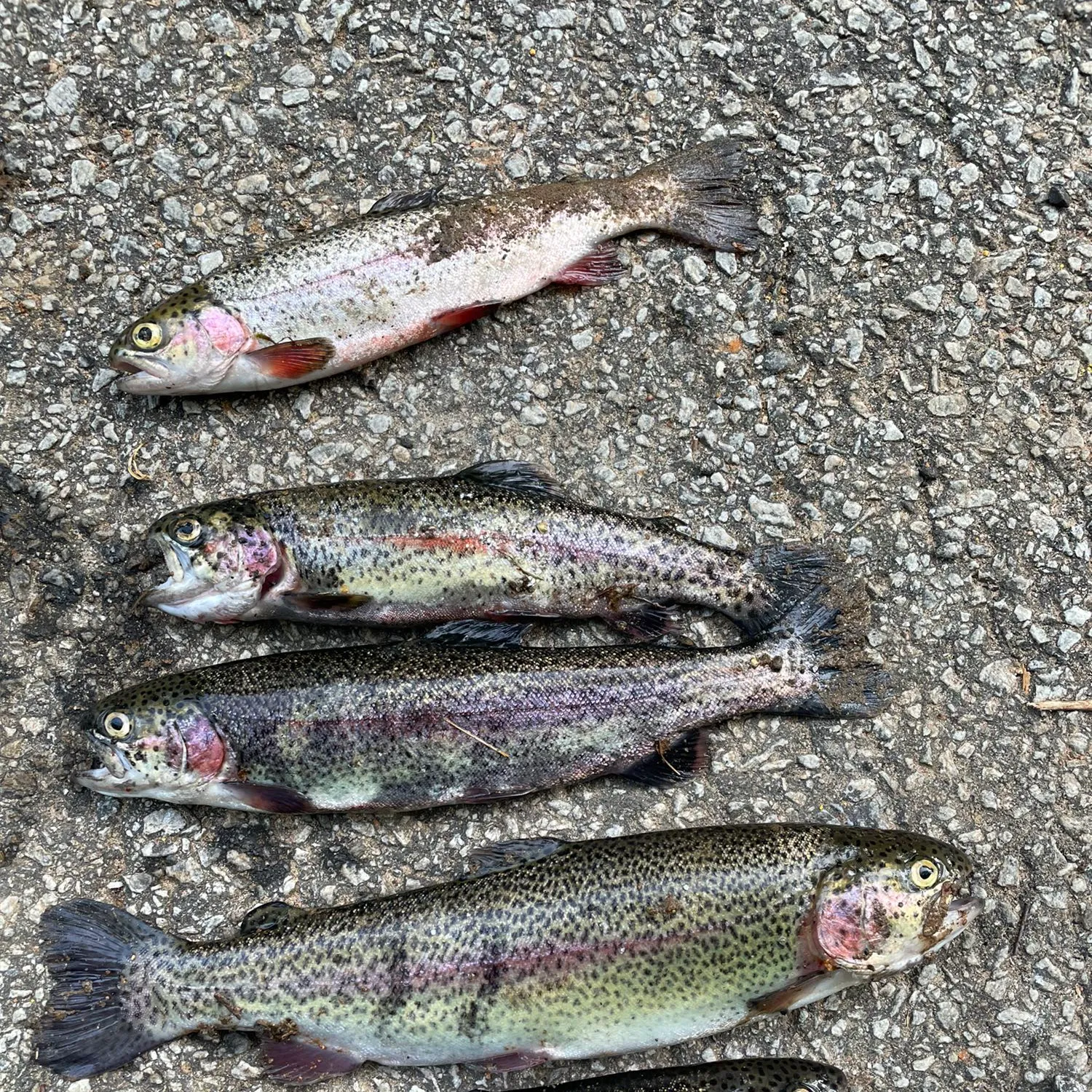 recently logged catches