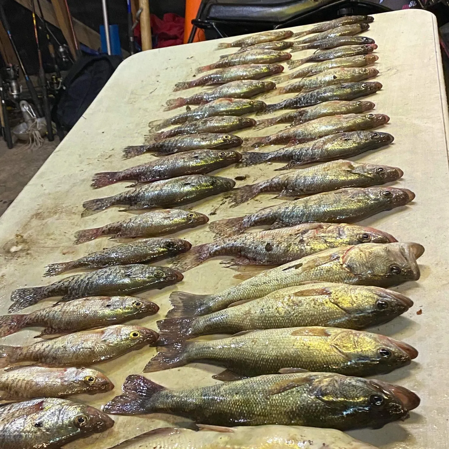 recently logged catches