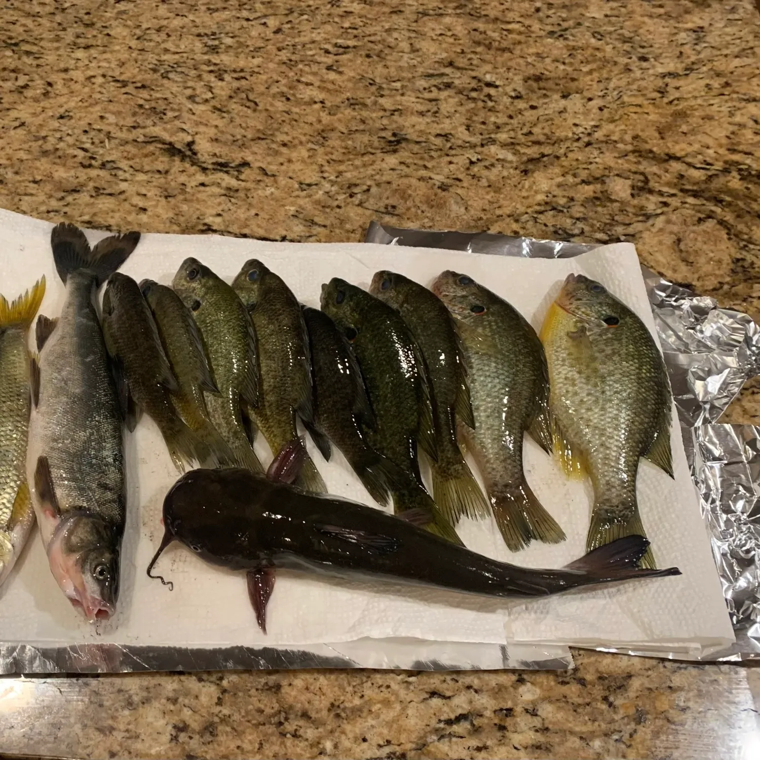 recently logged catches