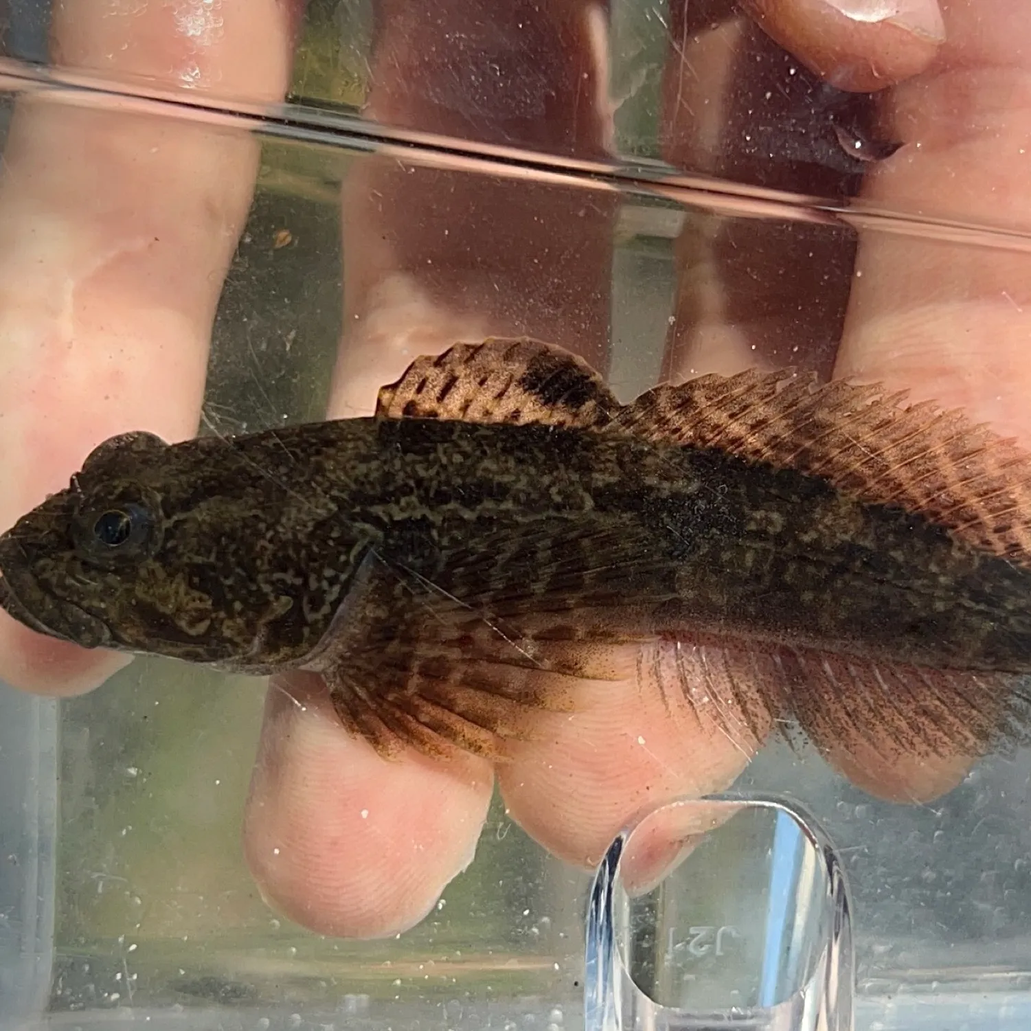 The most popular recent Prickly sculpin catch on Fishbrain