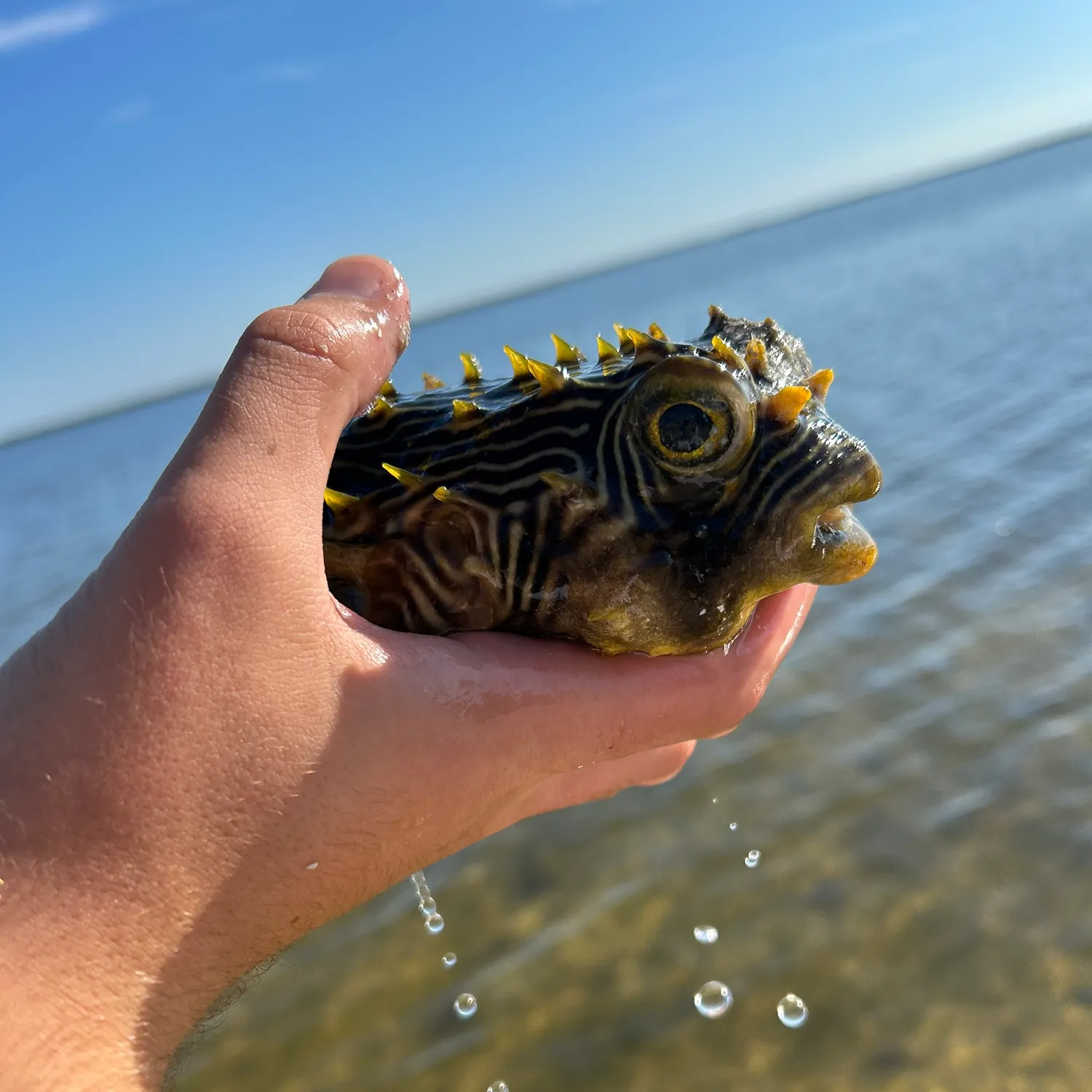 The most popular recent Striped burrfish catch on Fishbrain