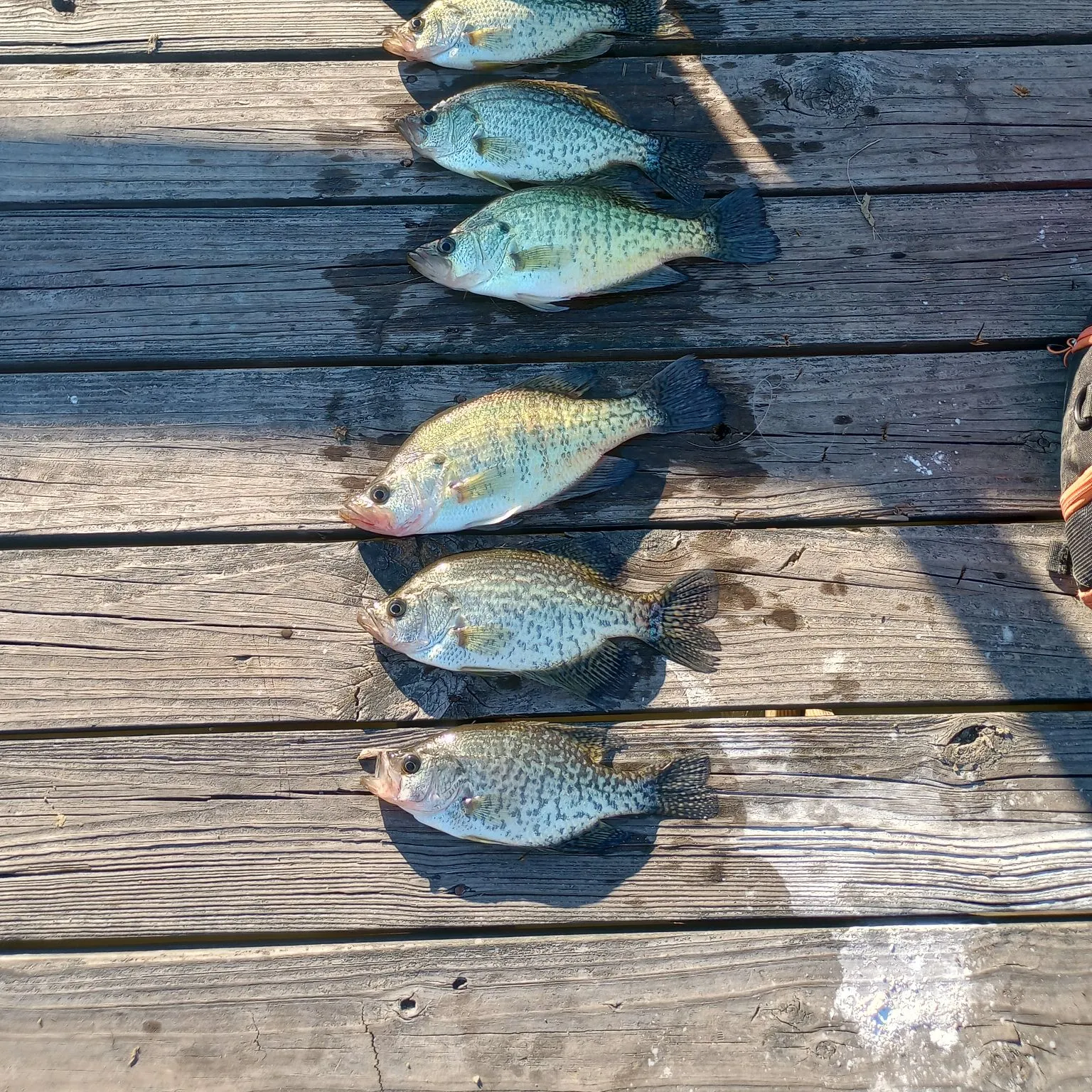 recently logged catches