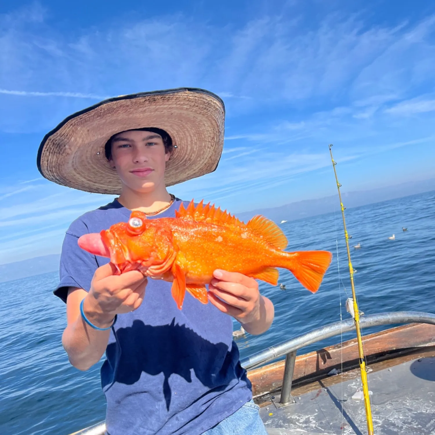 The most popular recent Starry rockfish catch on Fishbrain