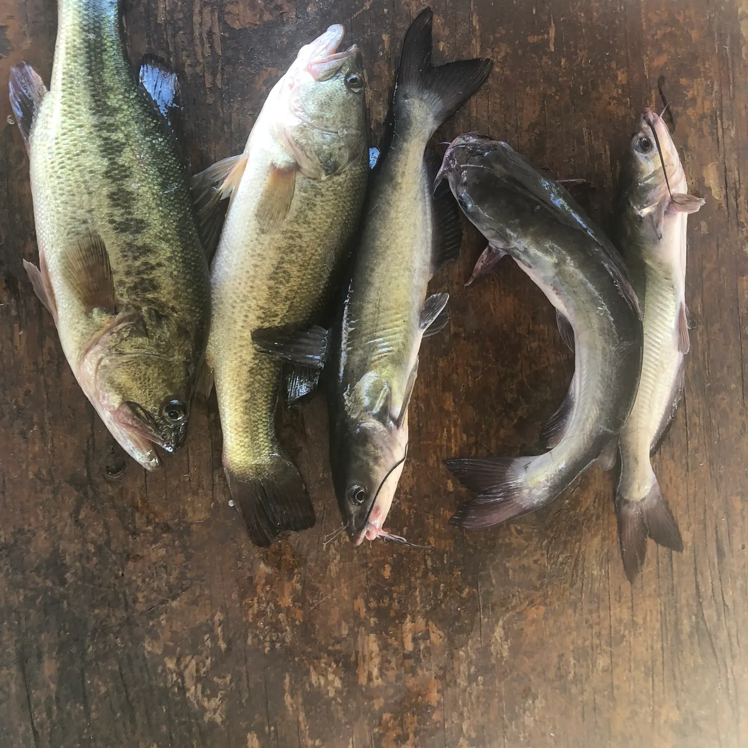 recently logged catches