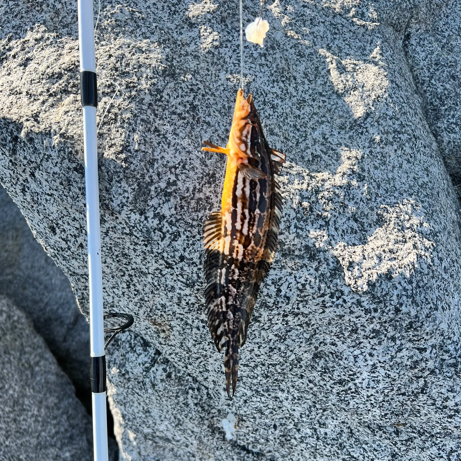 The most popular recent Giant kelpfish catch on Fishbrain